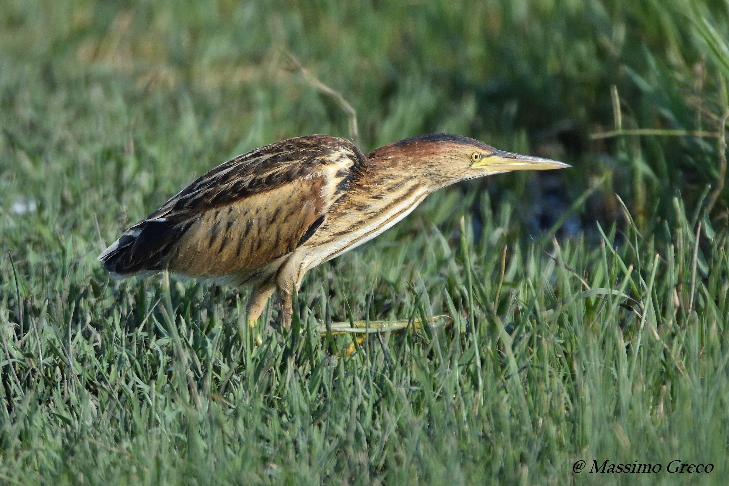 Femmina di Tarabusino