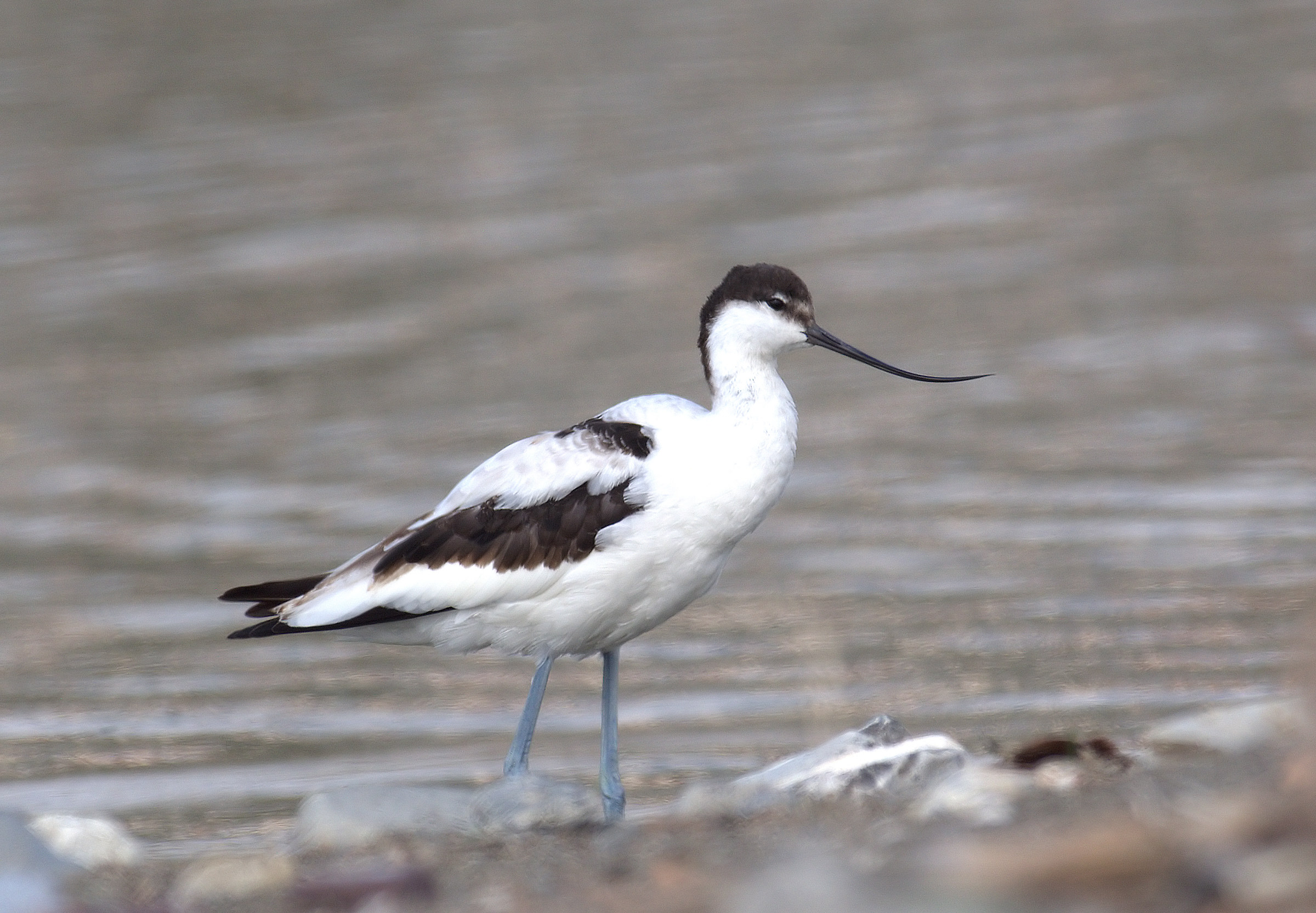 avocetta