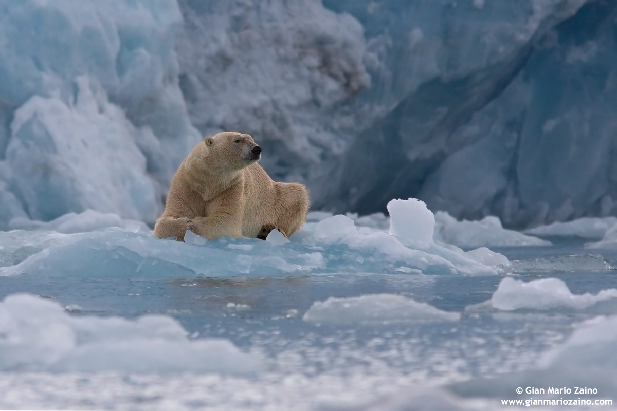 Ursus maritimus / Orso polare