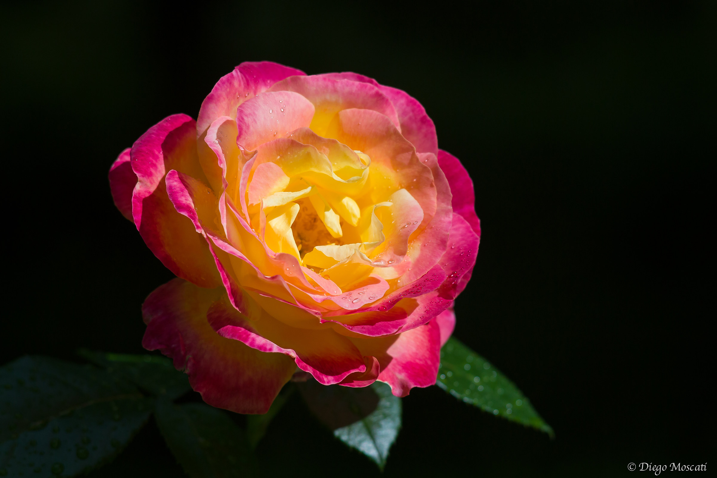 Rosa dopo la pioggia