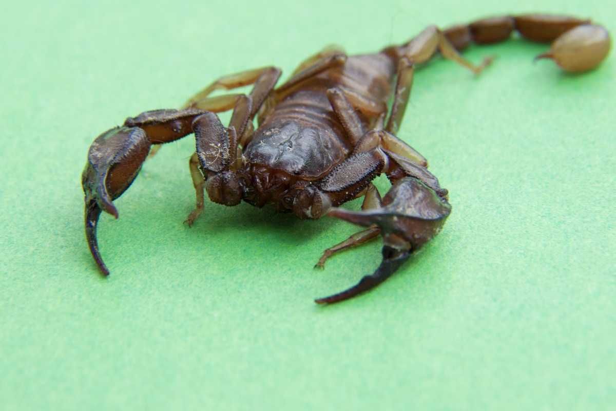 Euscorpius Tergestinus - scorpione