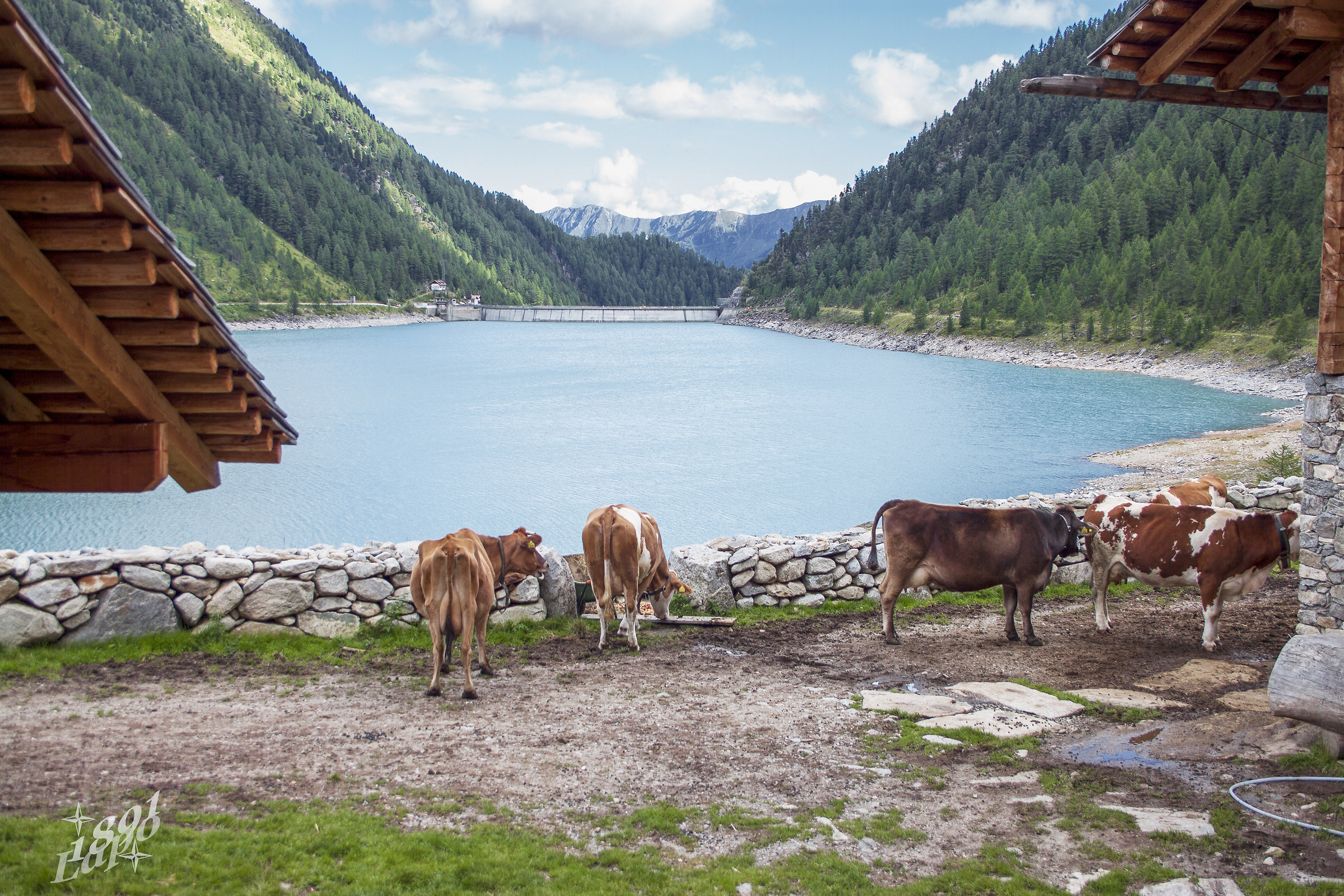 Pascolando al lago di Neves