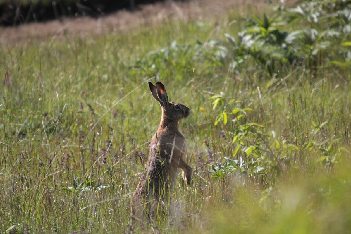 dove sei non ti vedo