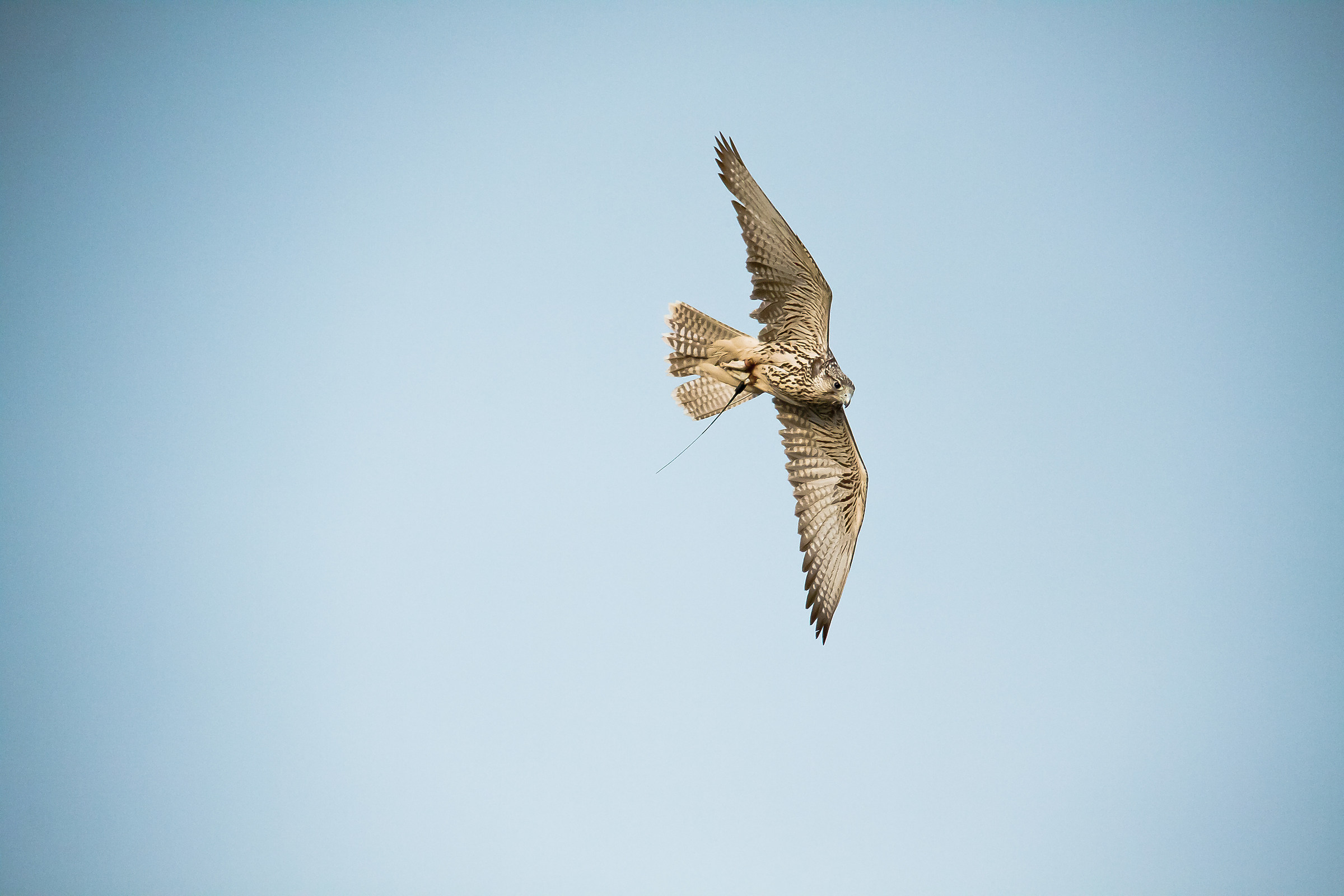 Gyr Falcon / Sacred flying (age: 4 months)