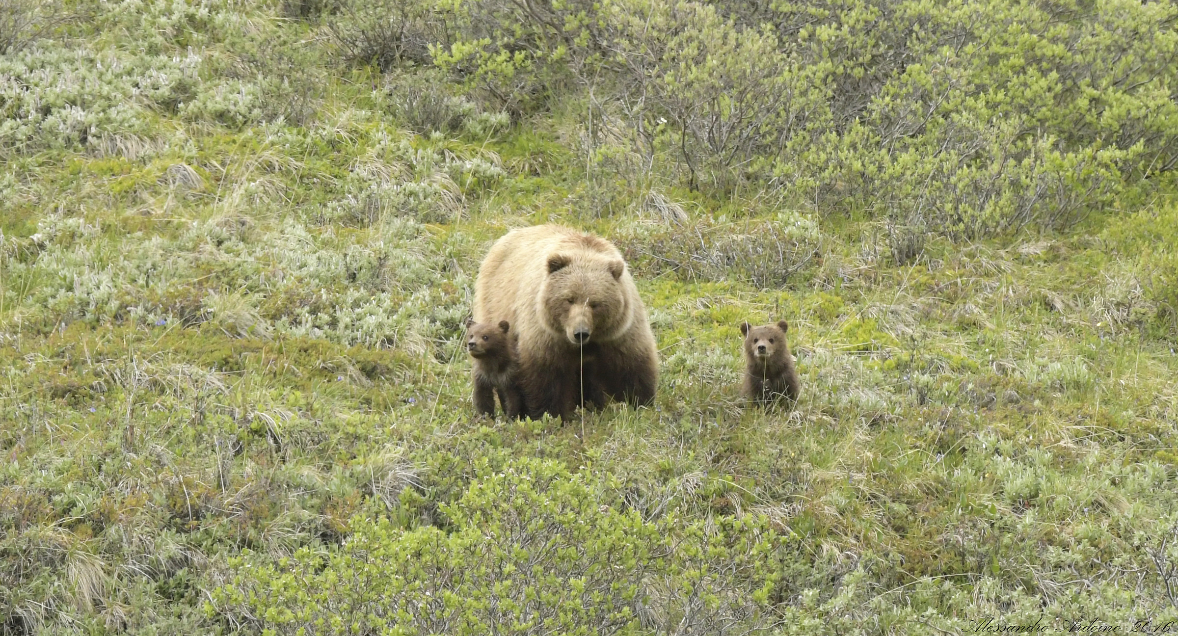 Bear with Small (Denali National Park)