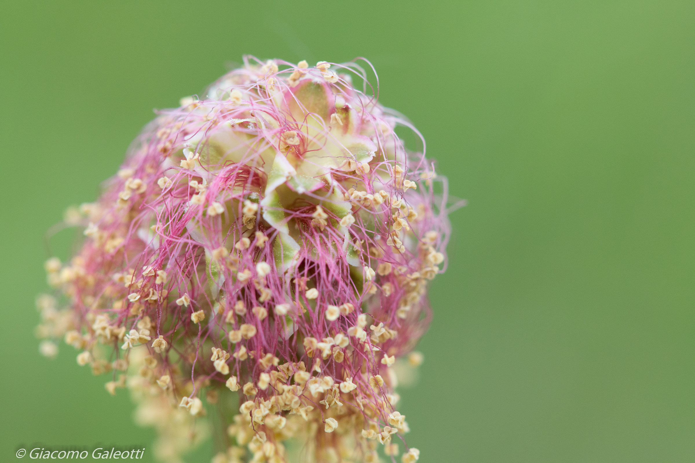 Onde mosse al vento lieve