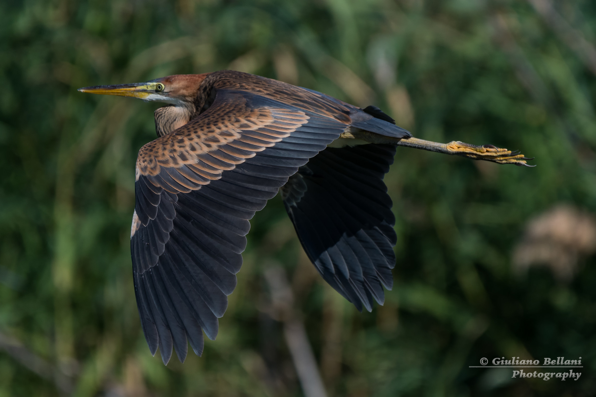 Purple Heron