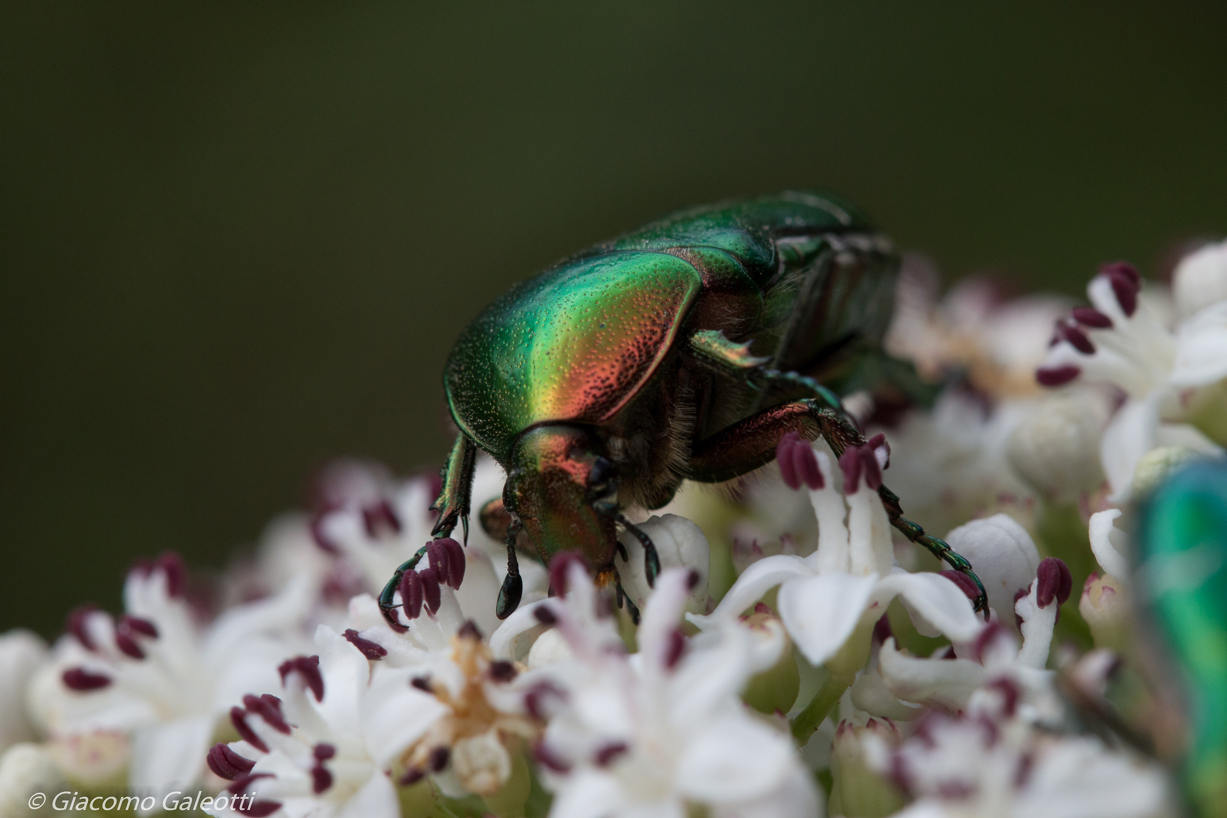 Corazzato scintillante