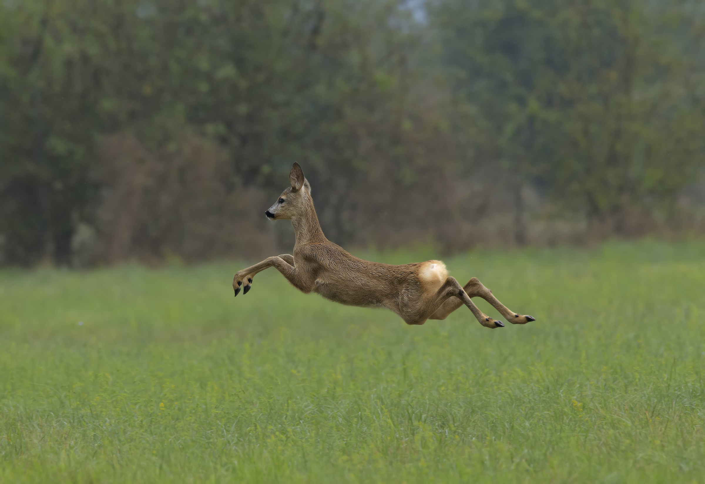 Fuga per la libertà