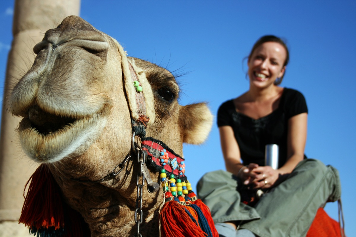 Cammellata ad Apamea