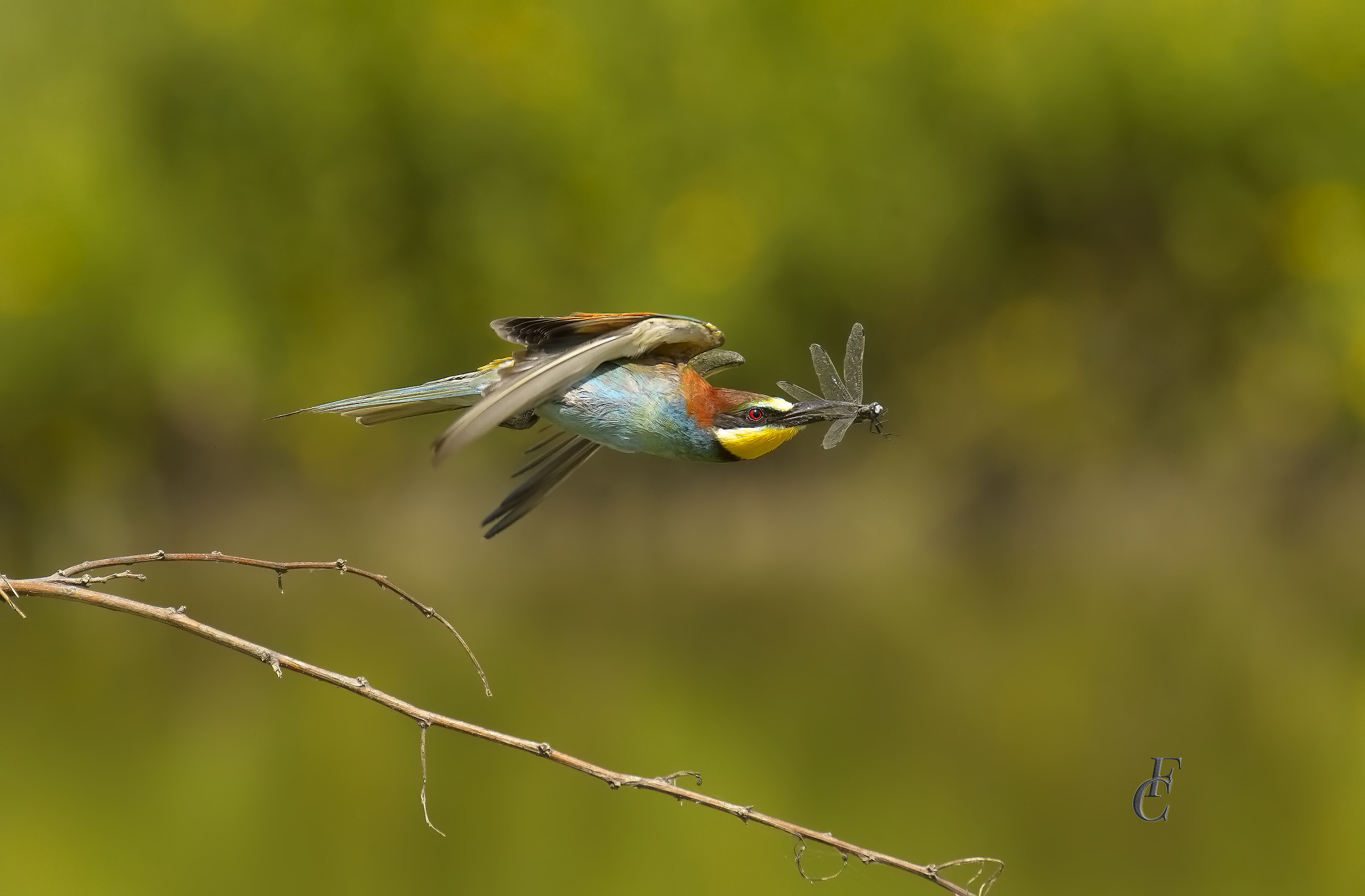 bee-eaters