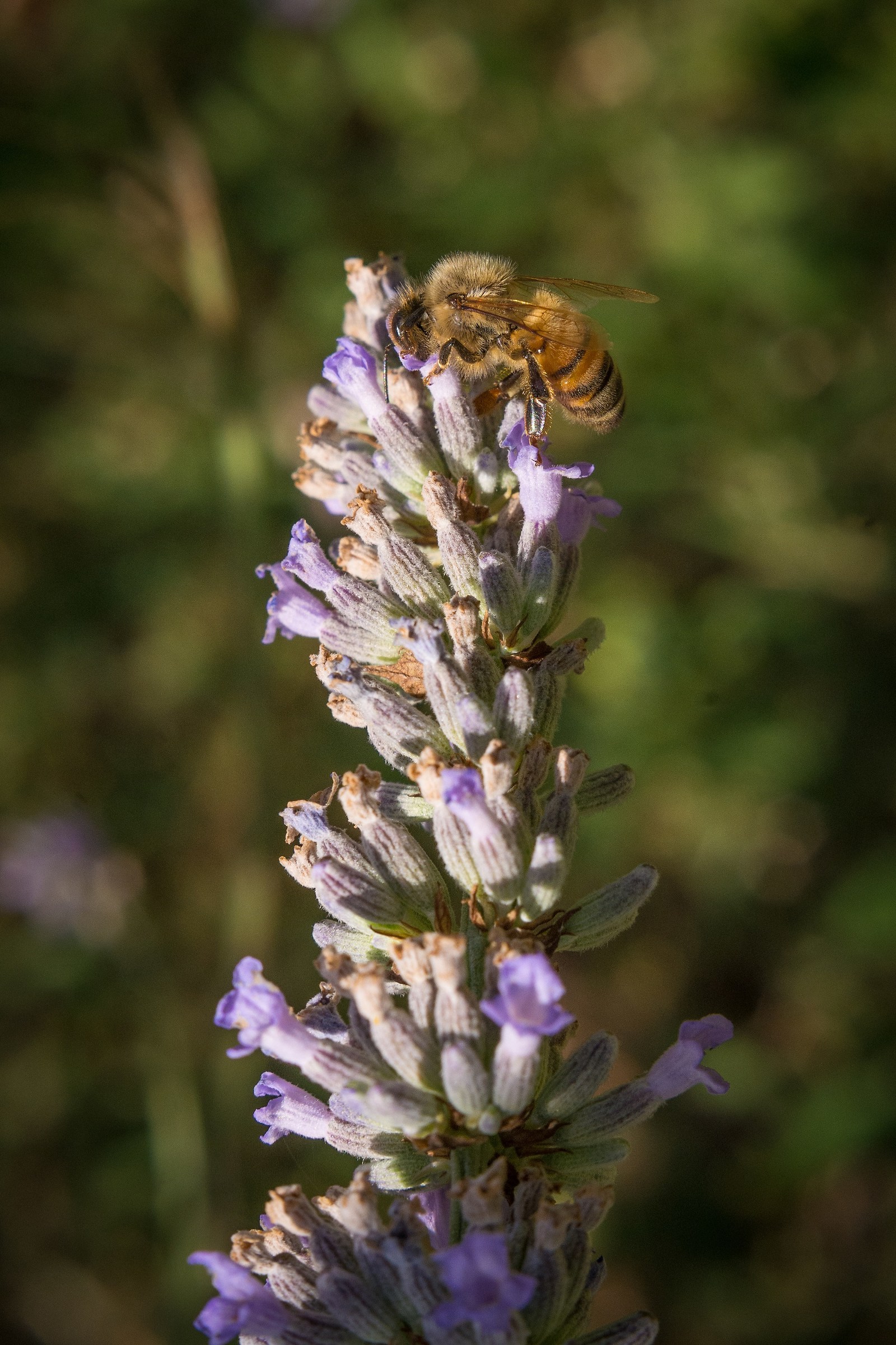 Quanto è buona la lavanda!