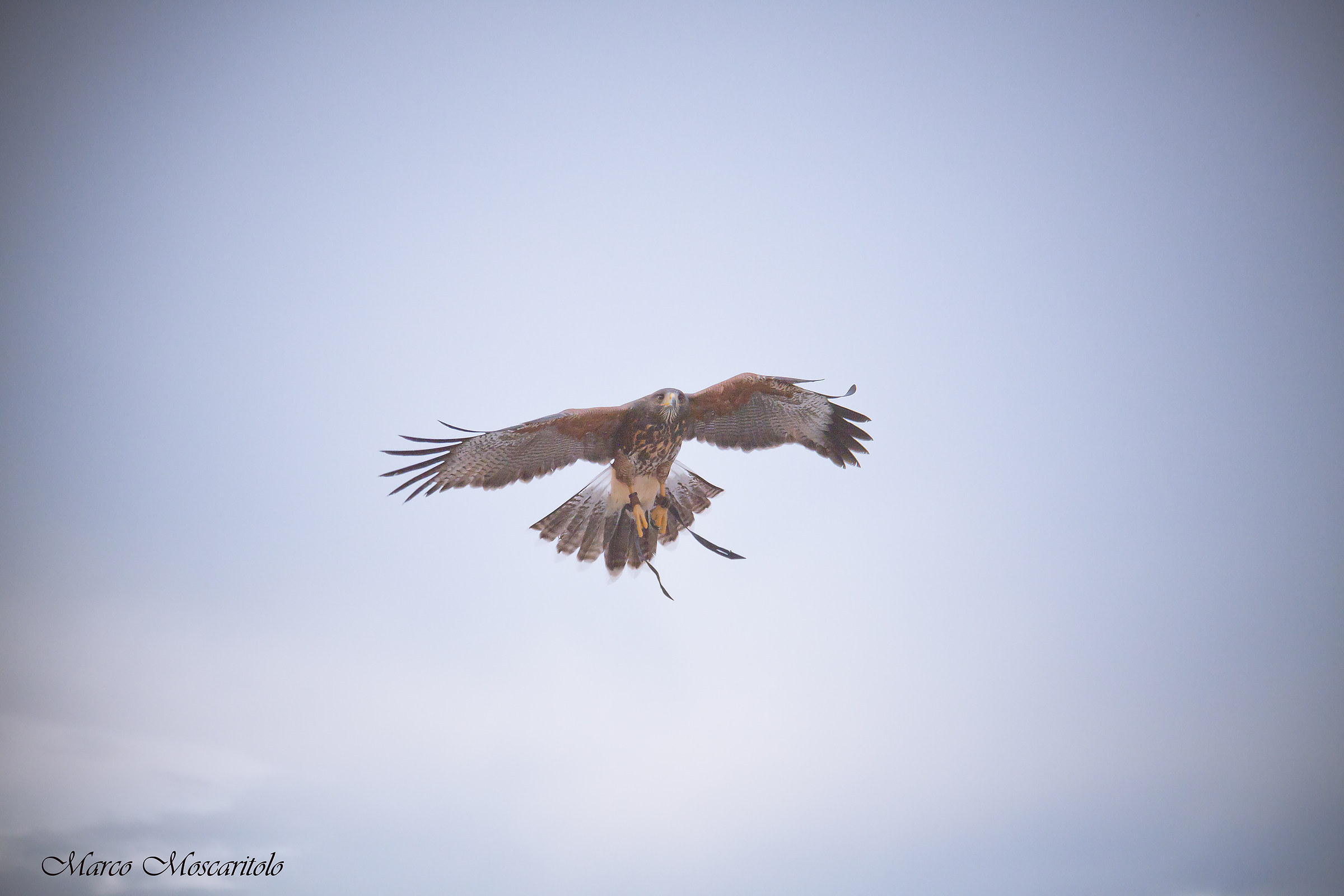 Incoming Gyr / Sacred