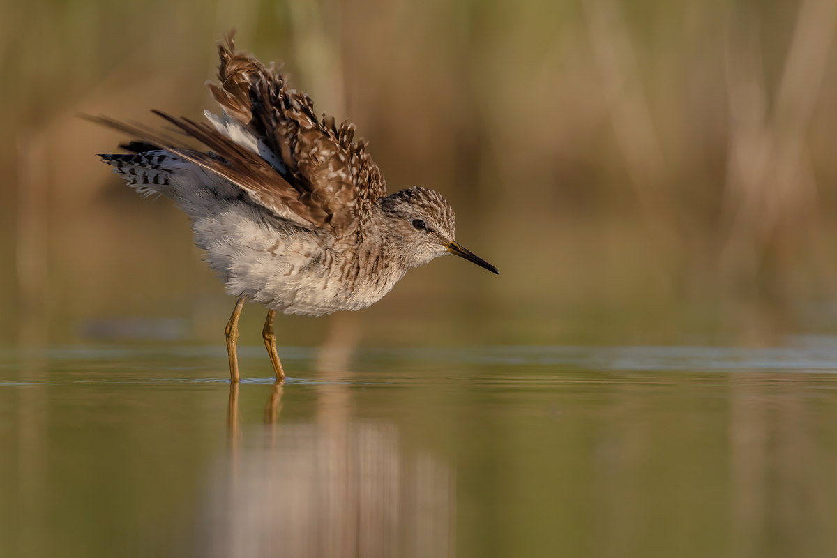 Piro Piro frullatore