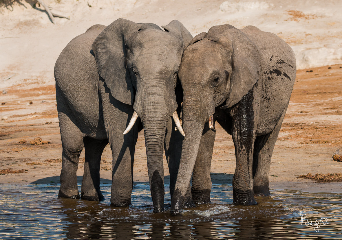 Come ci vogliamo bene...