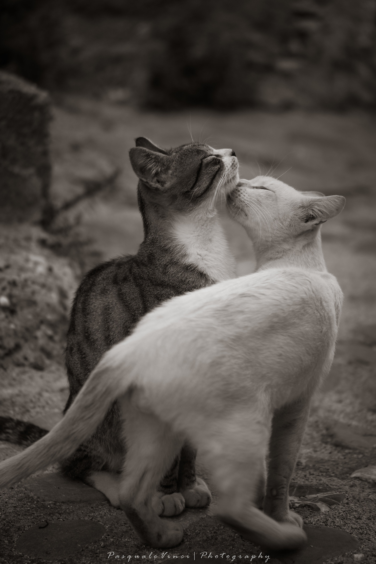 Cats in love...