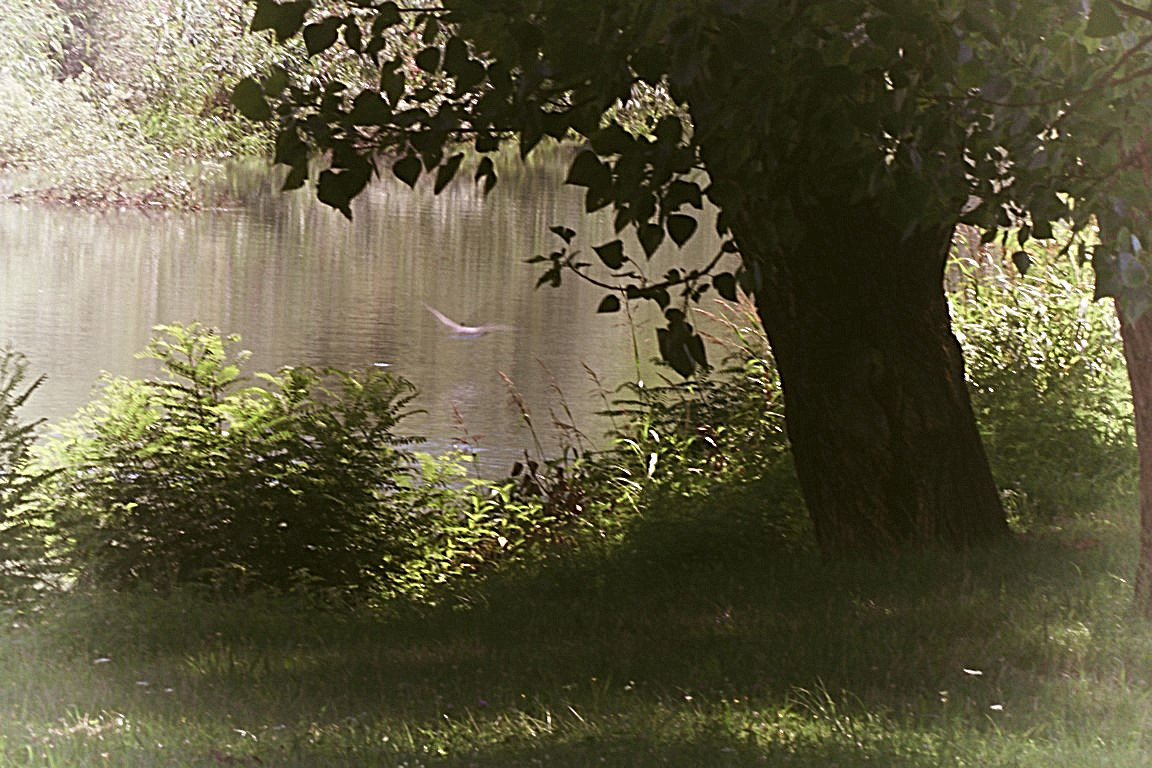 "Un leggero battito d'ali"