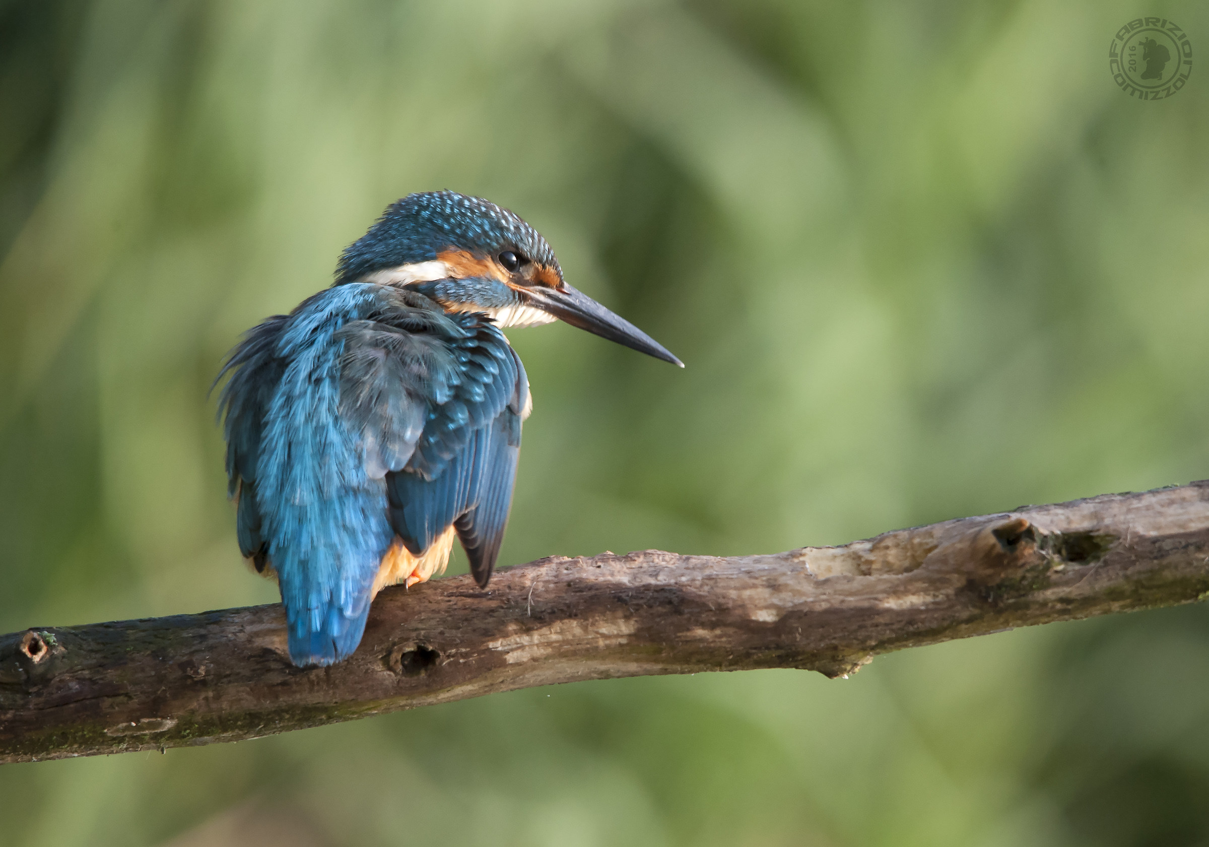 Martin pescatore - Alcedo atthis