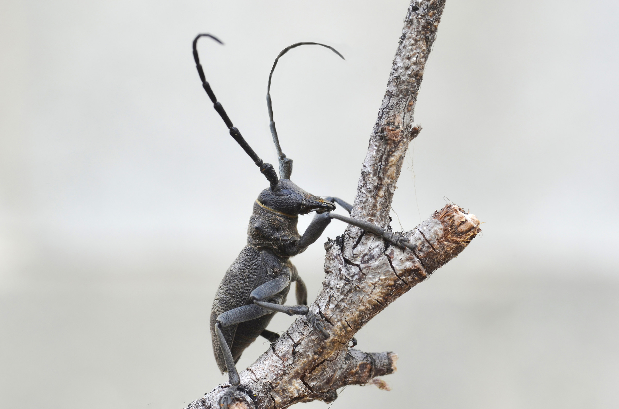 Beetle (Morimus Asper)