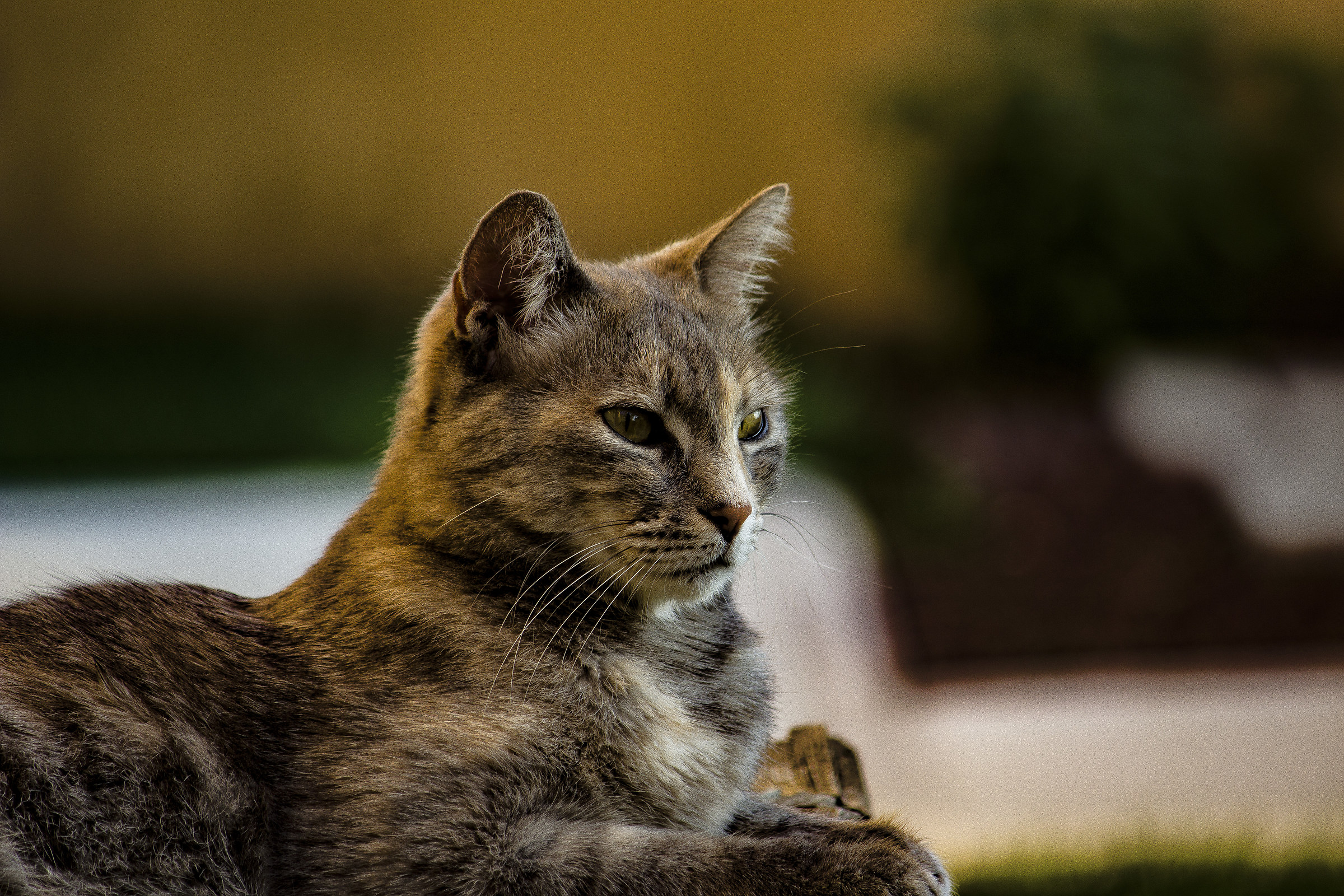 The cat Gina hard-nosed