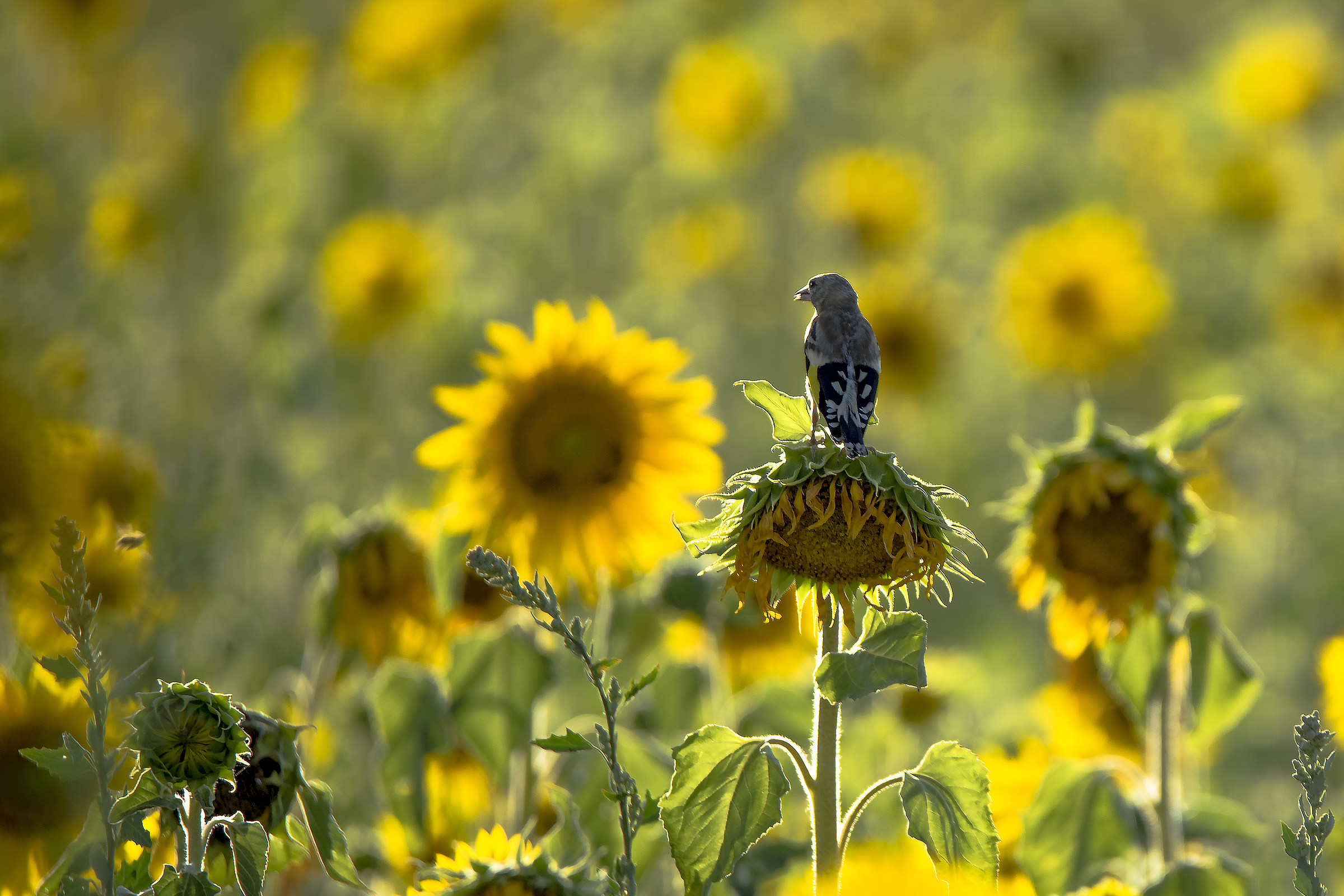 Cardellino al tramonto