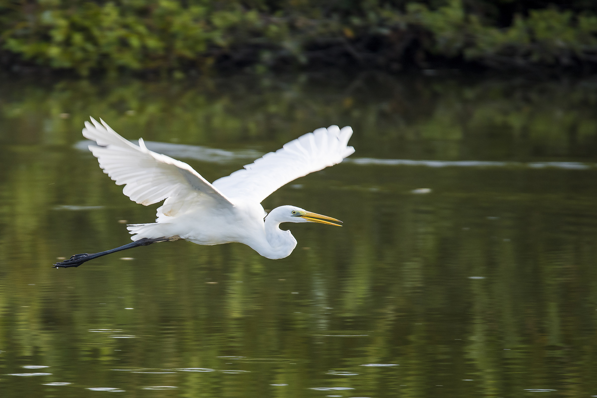 Airone bianco in volo