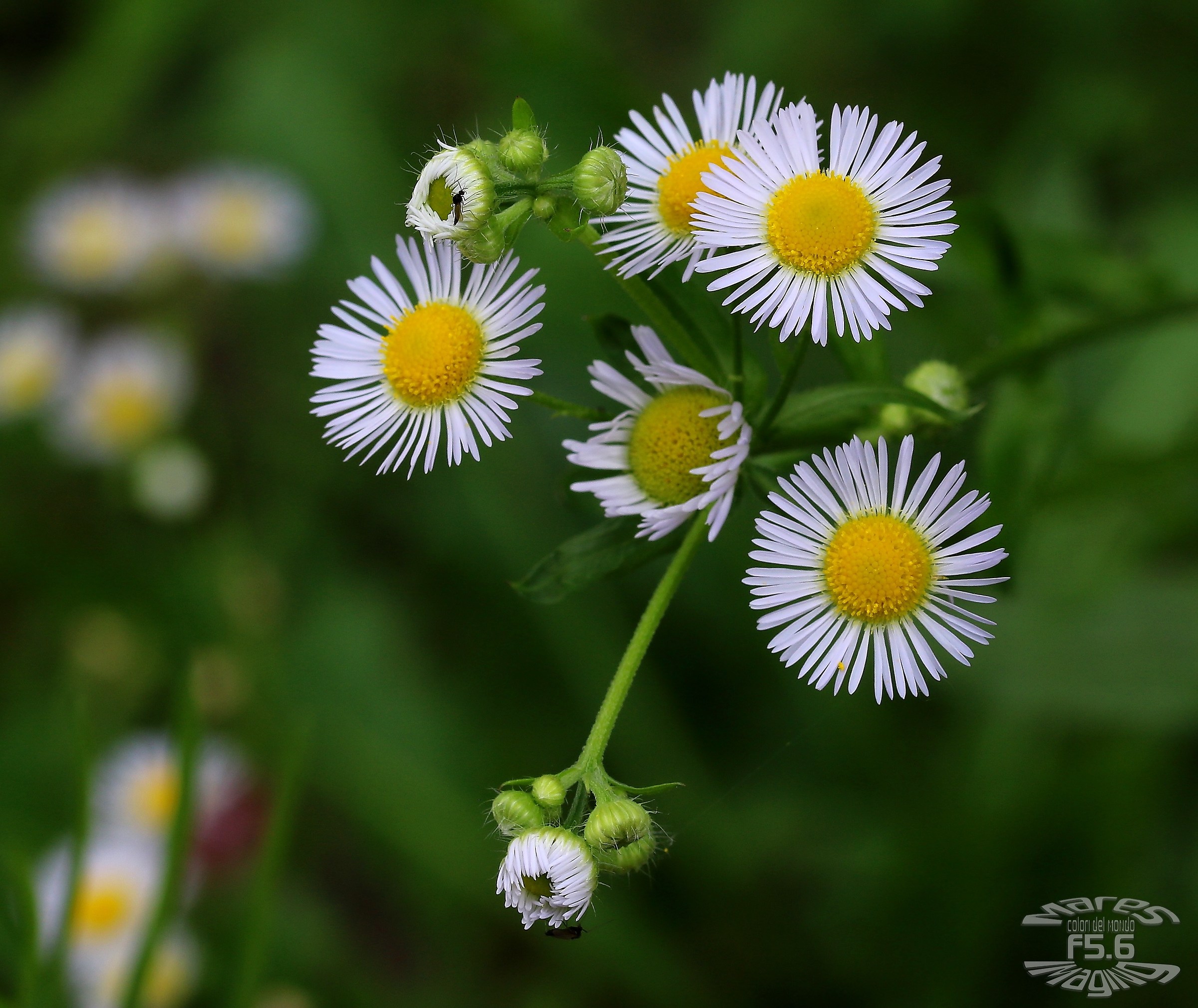 Mi ama o non mi ama.....
