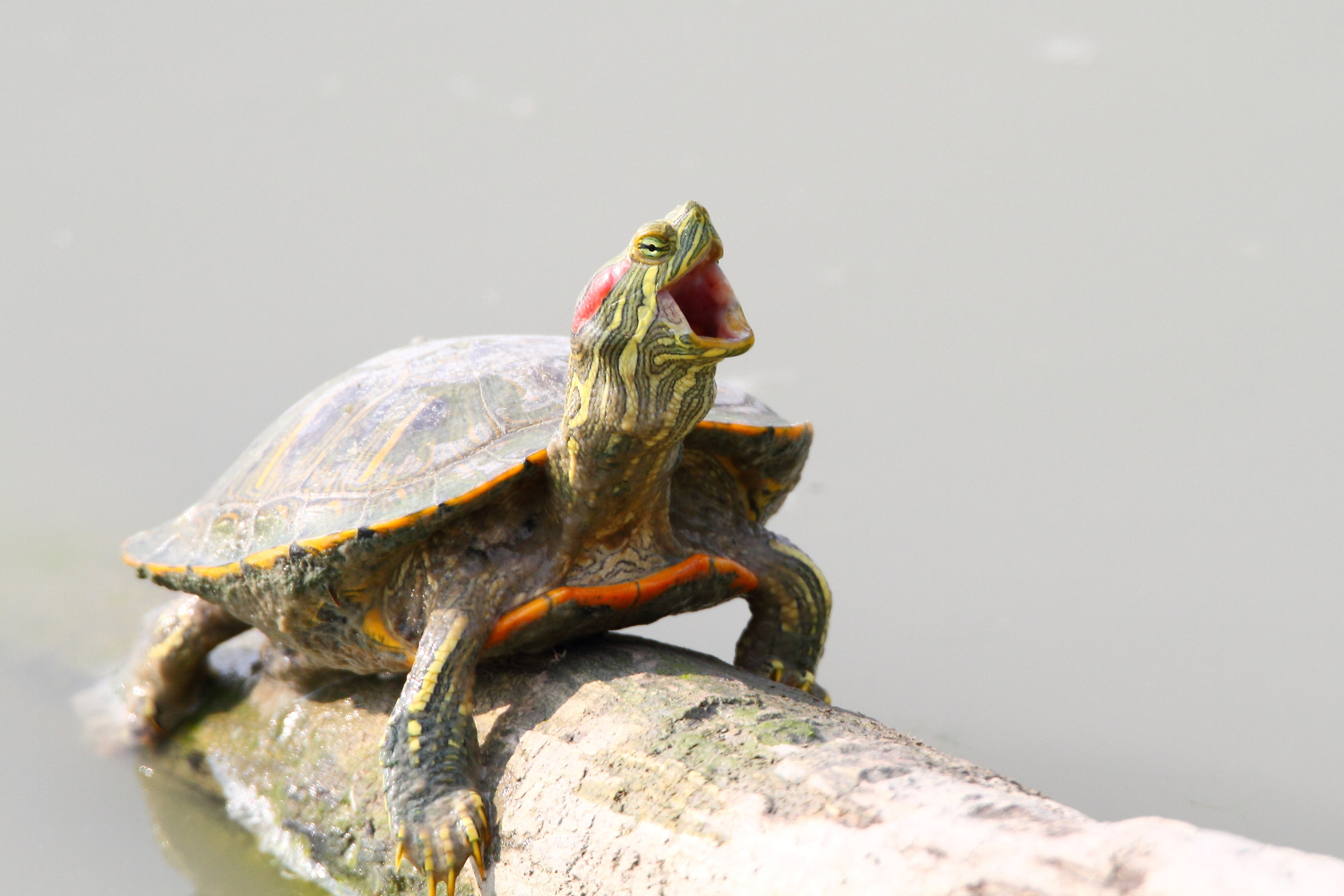 Turtle yawning