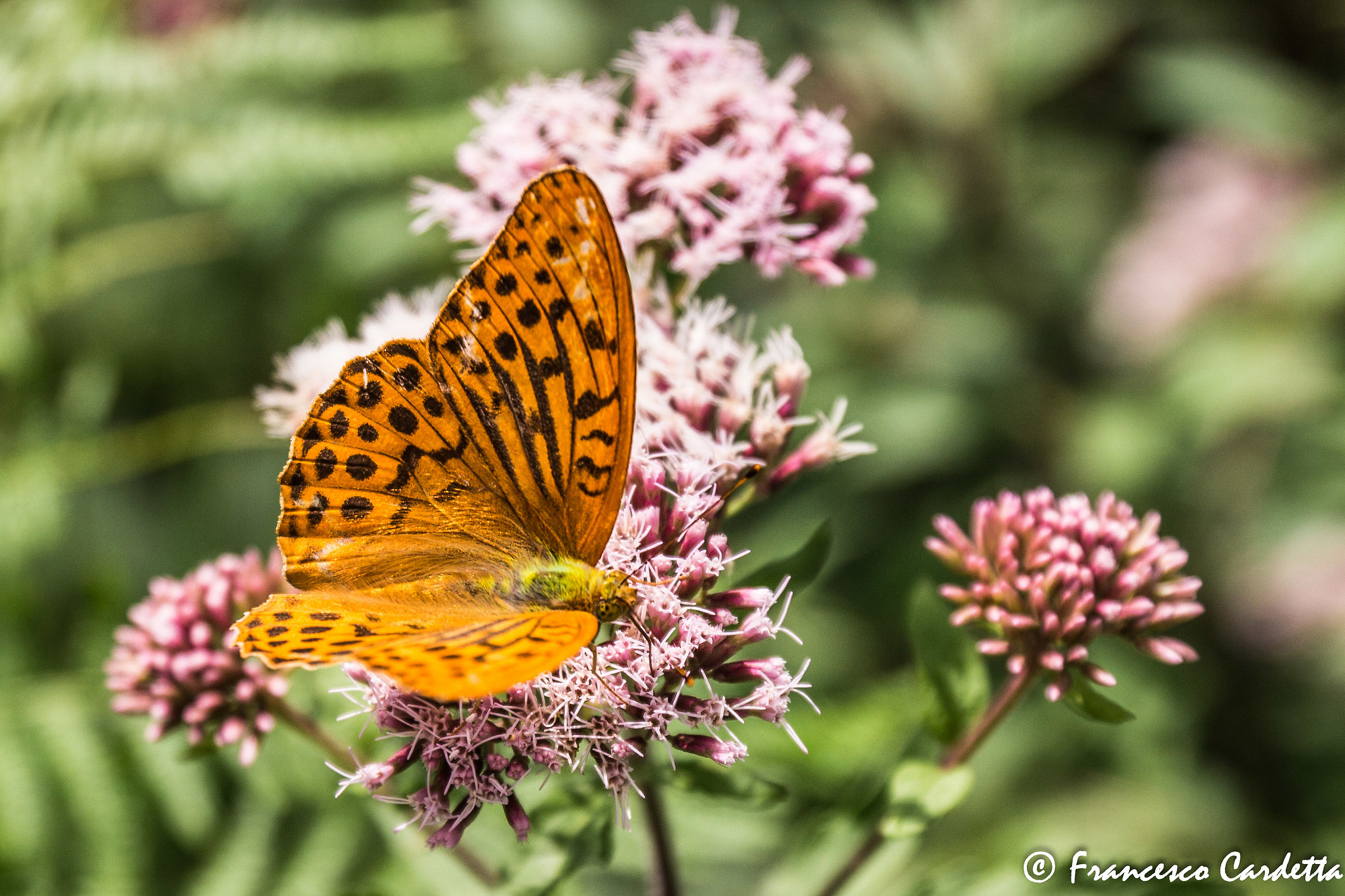 Nymphalidae: Argynnis Paphia