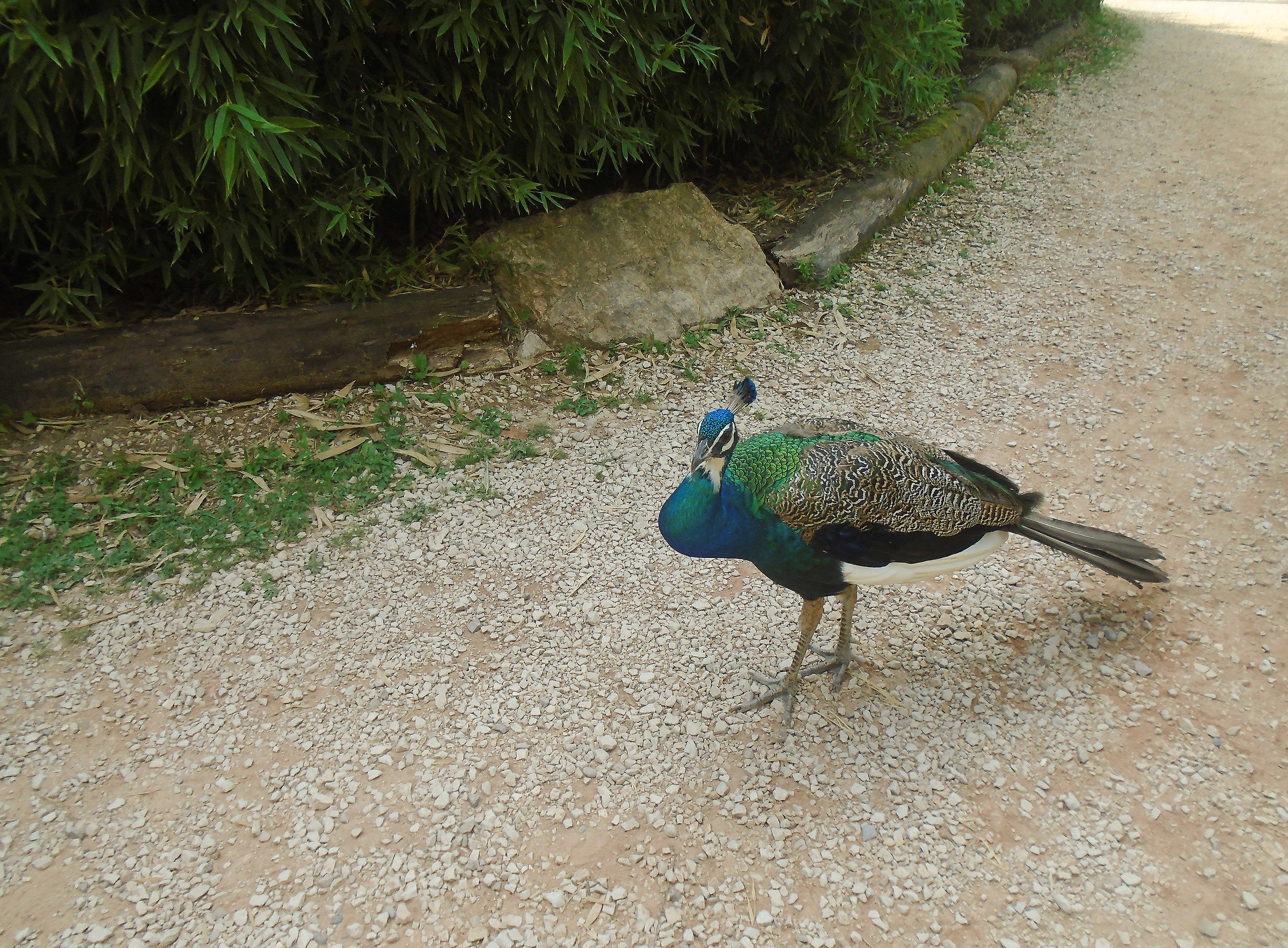 A spasso per il parco
