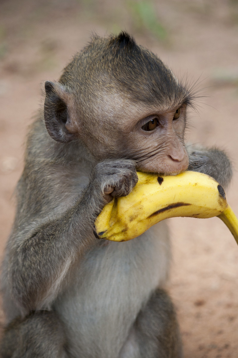 Scimmietta ad Angkor