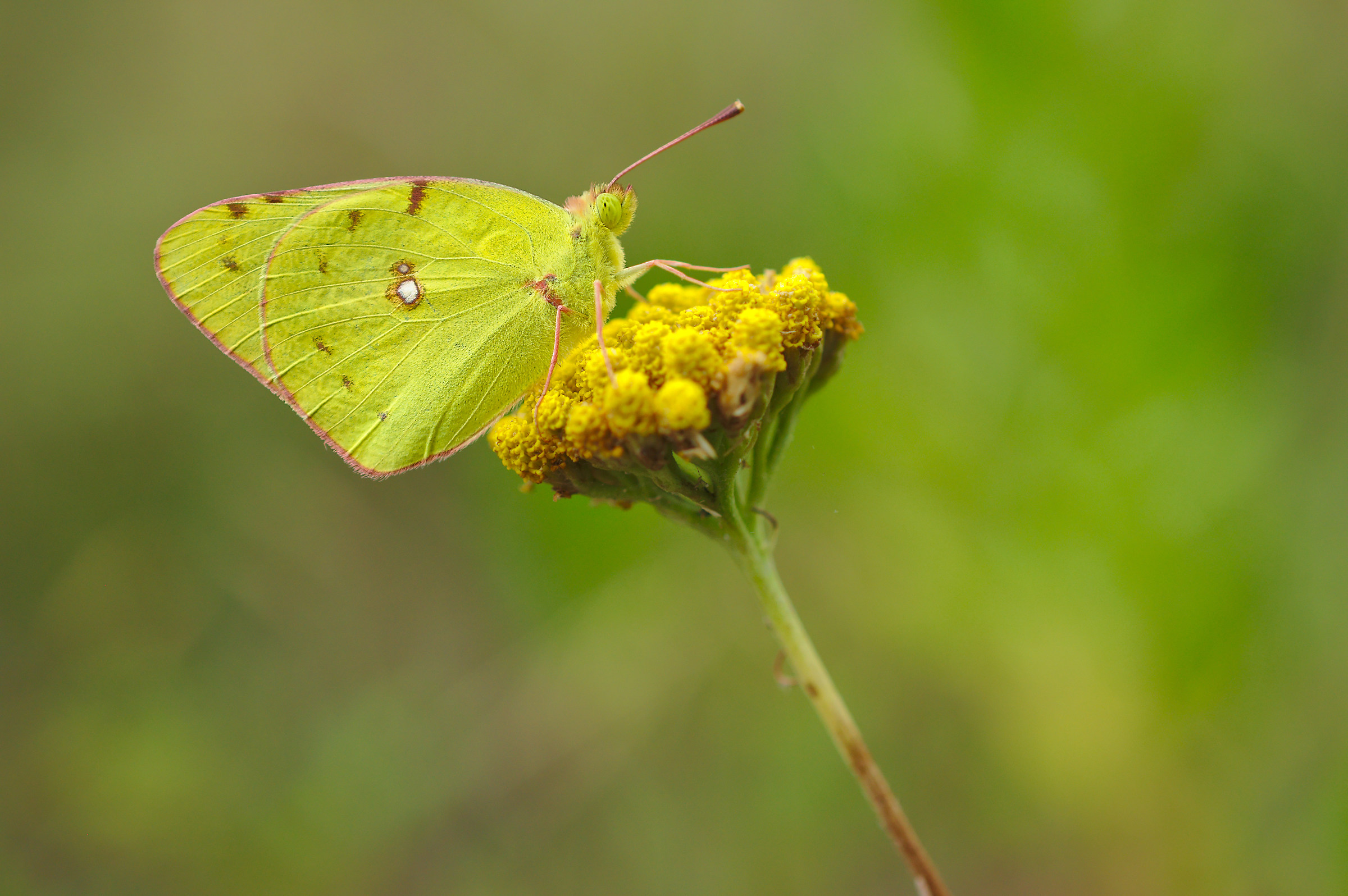 Colias sp.
