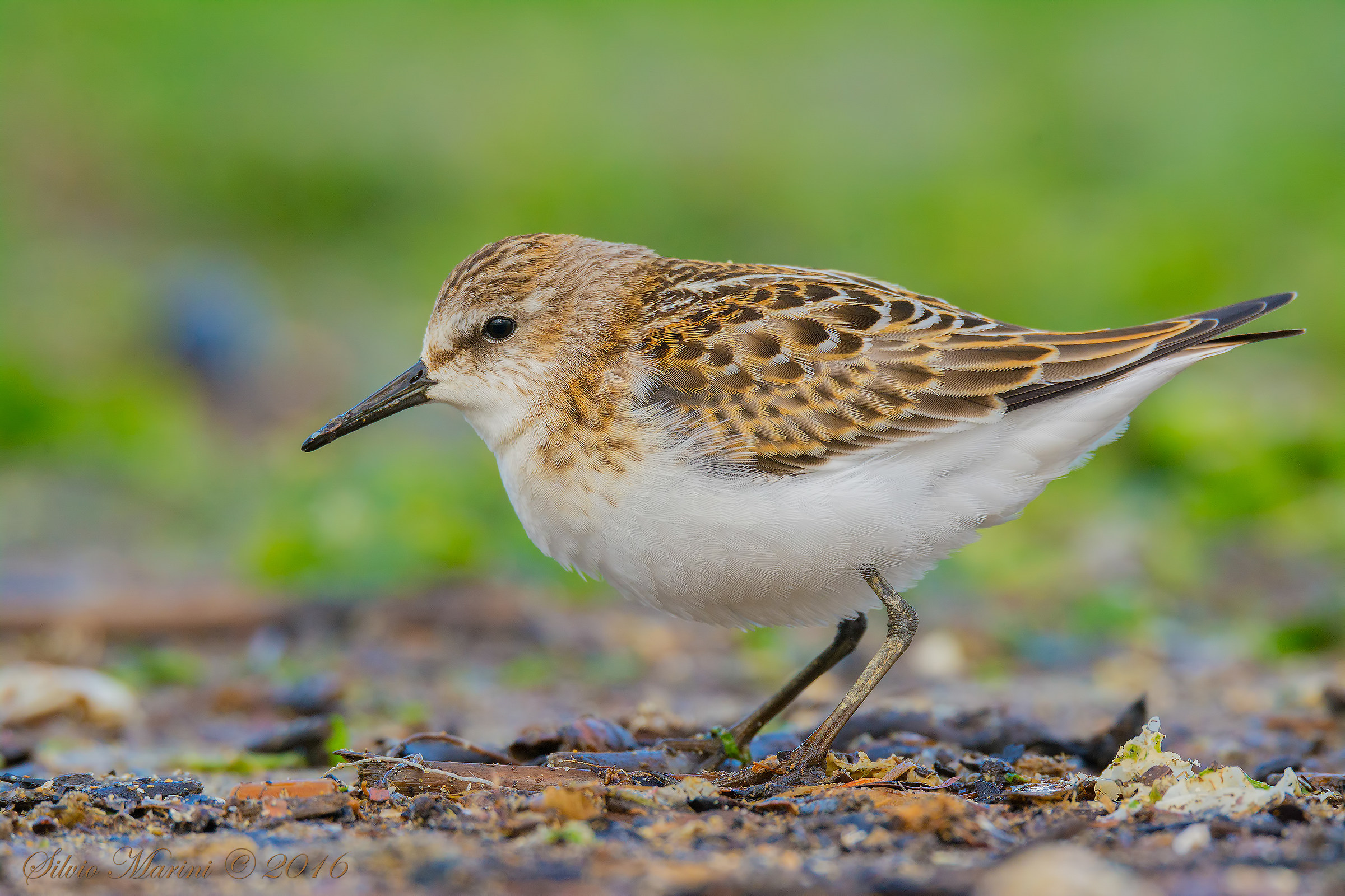 Gambecchio (Calidris minuta)