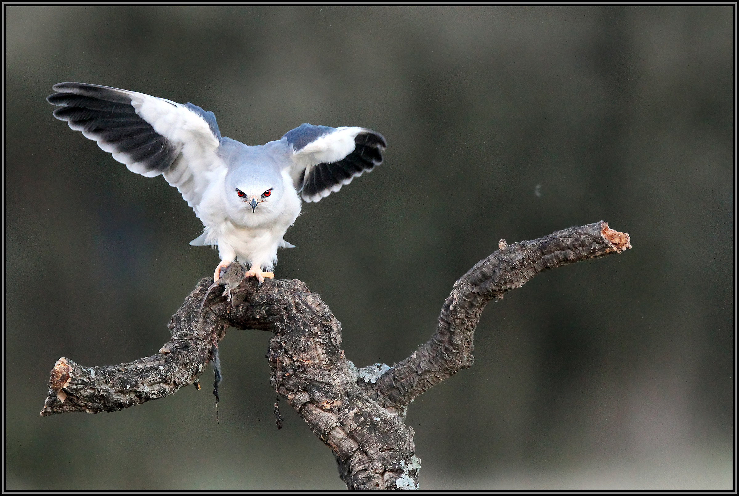 mattino molto presto