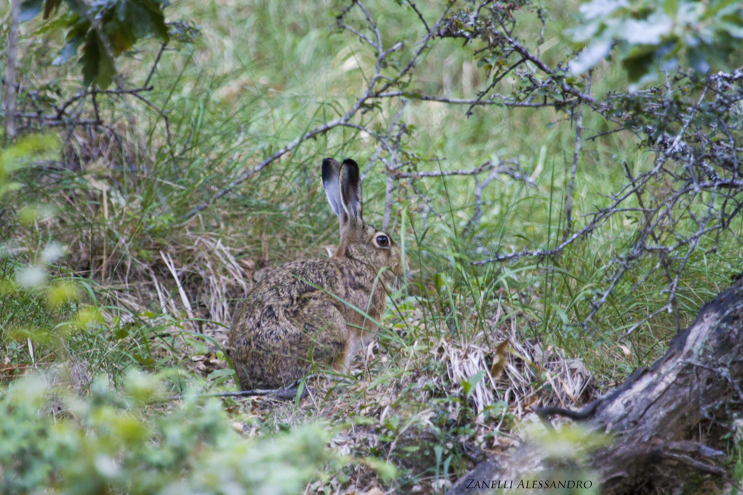 leveret