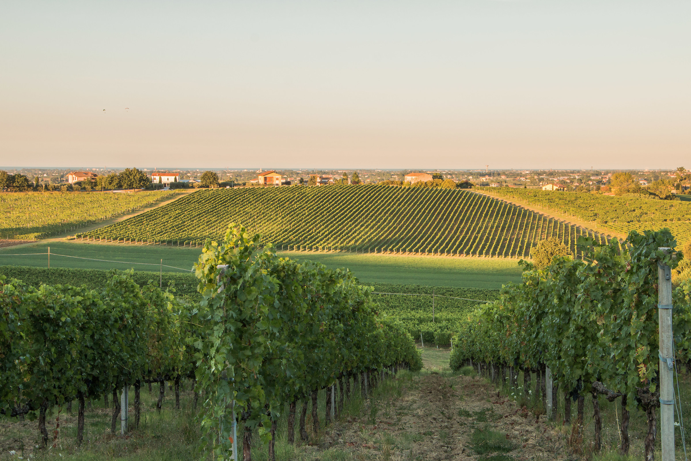 Sangiovese con vista mare