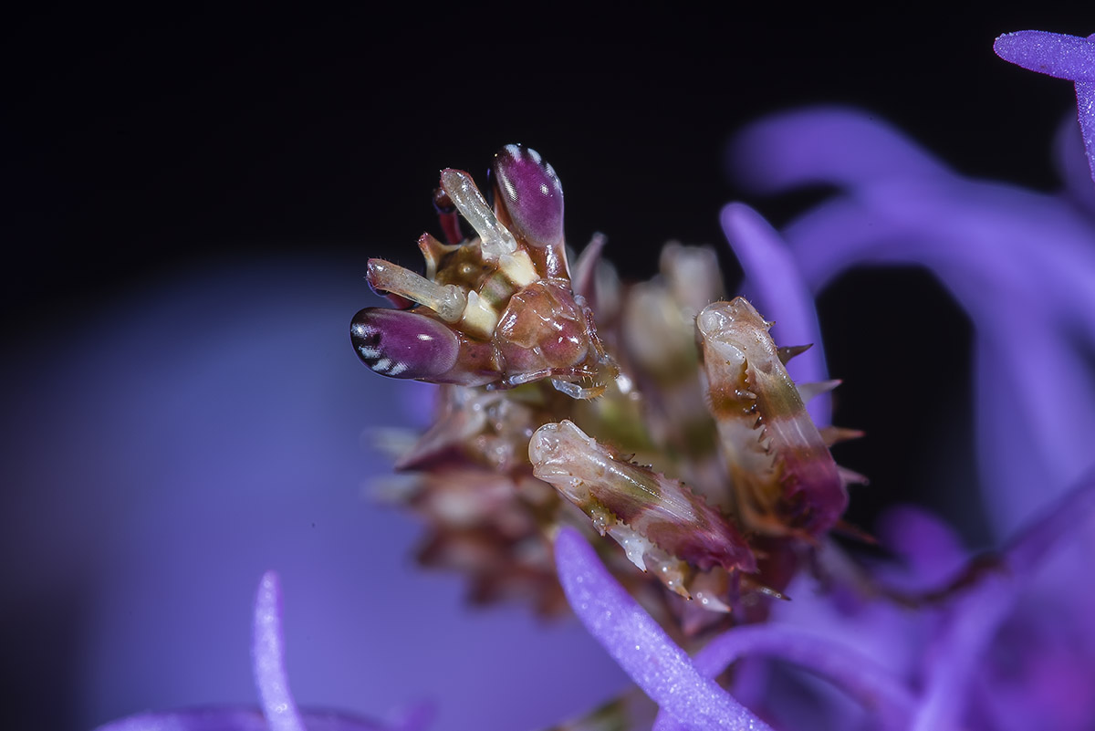 Pseudocreobotra wahlbergii