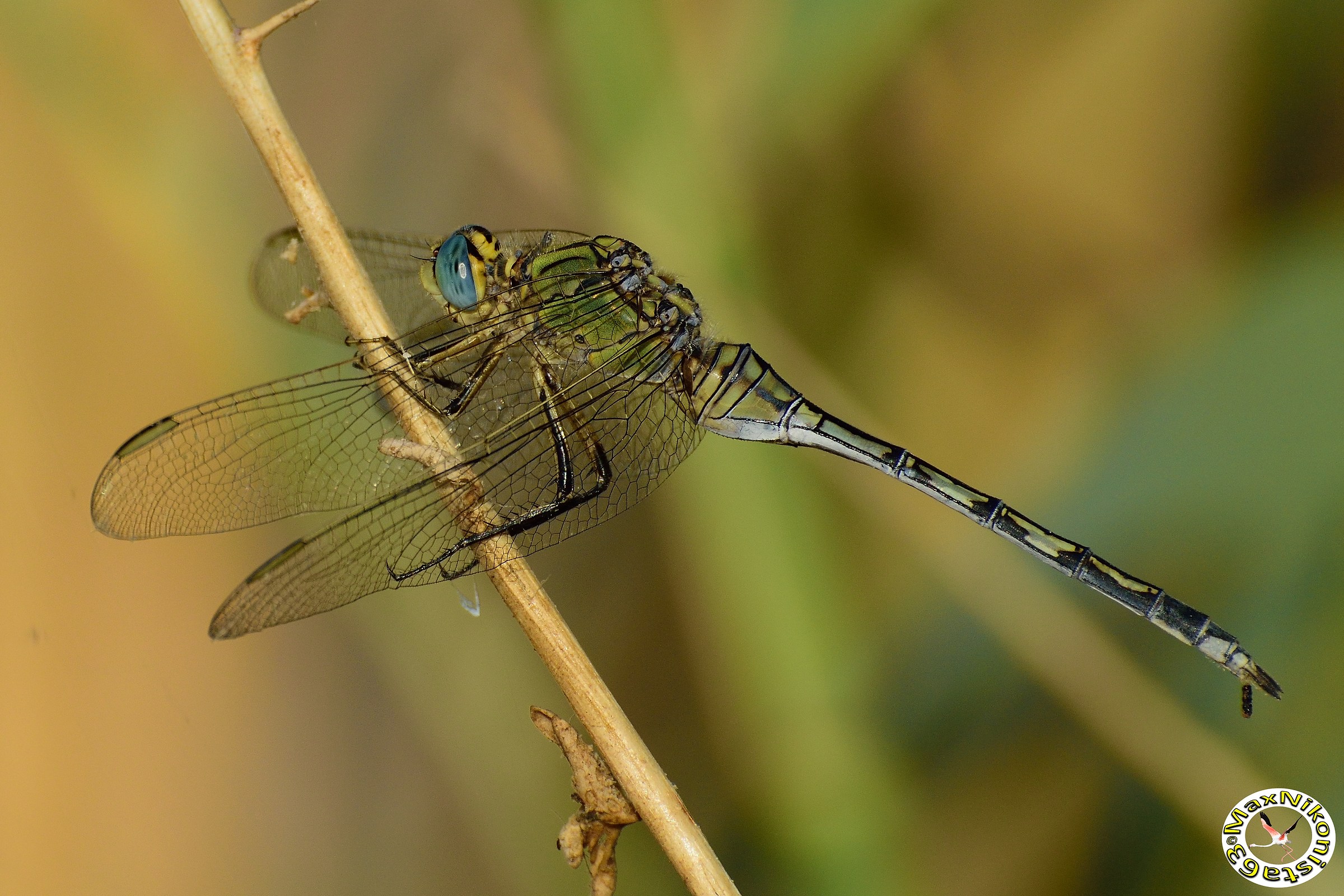 Solita dragonfly