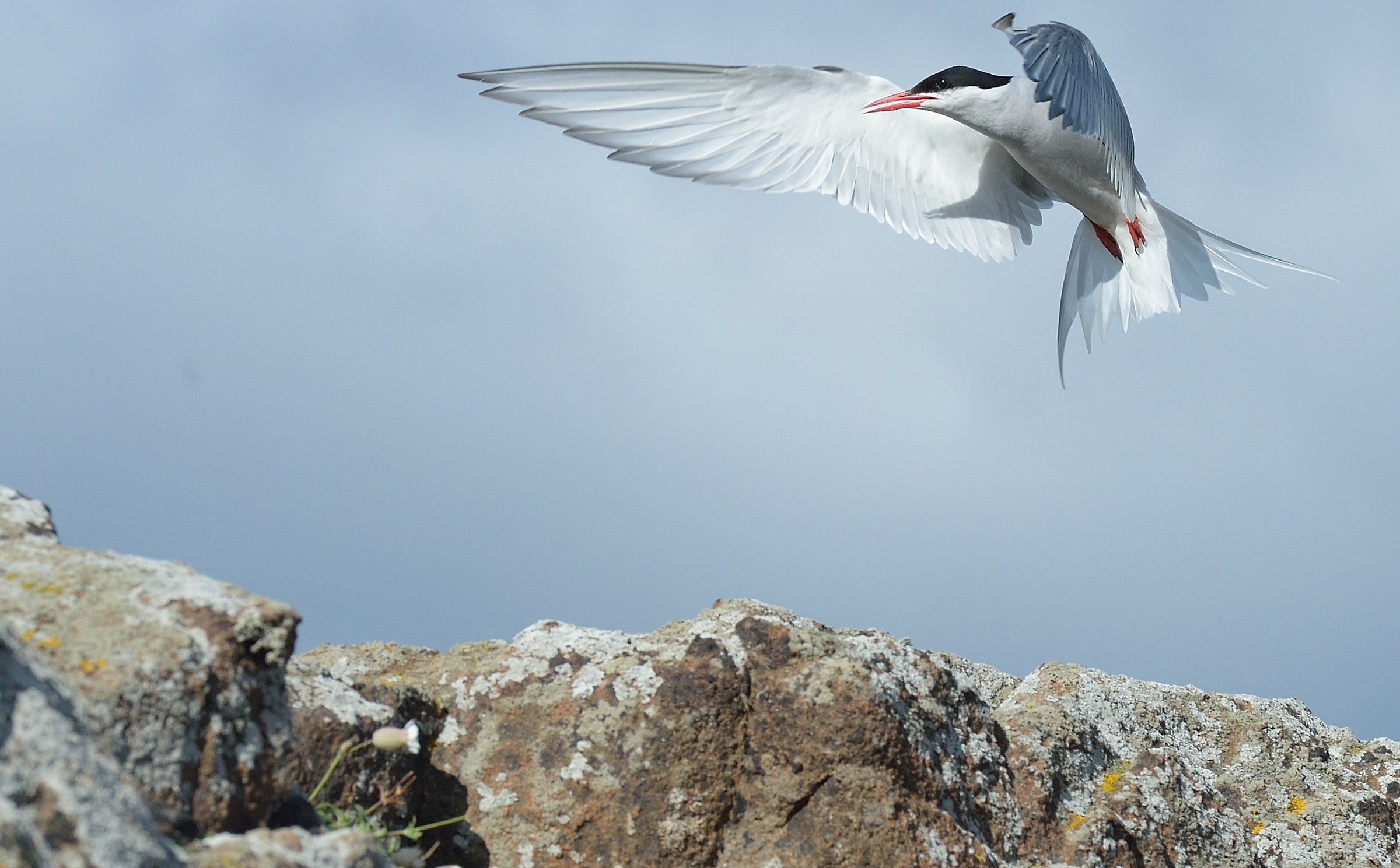 tern