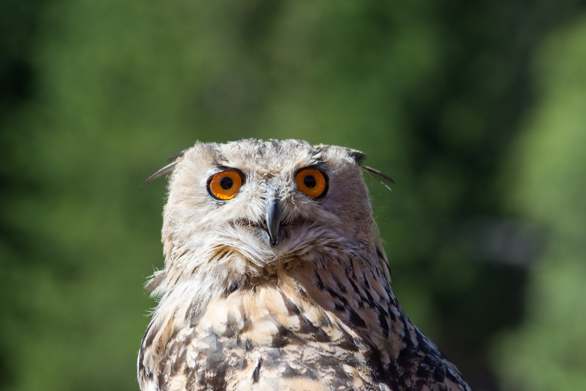 Casa delle civette, Corvara, Gufo Reale