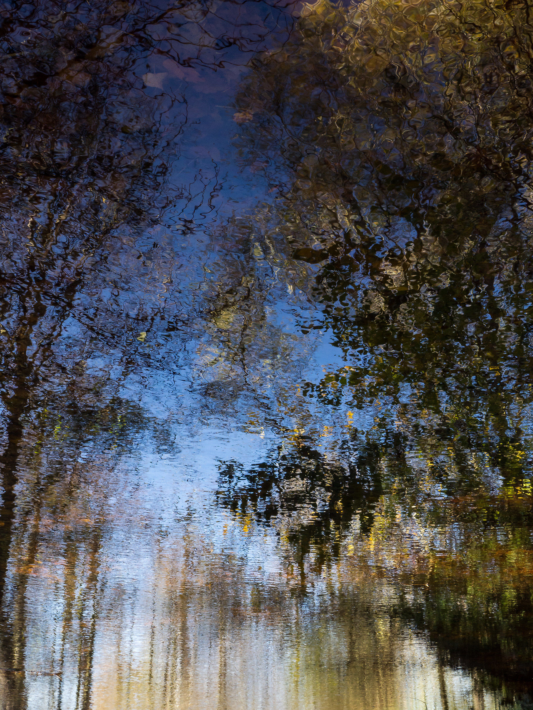 The forest in the pond
