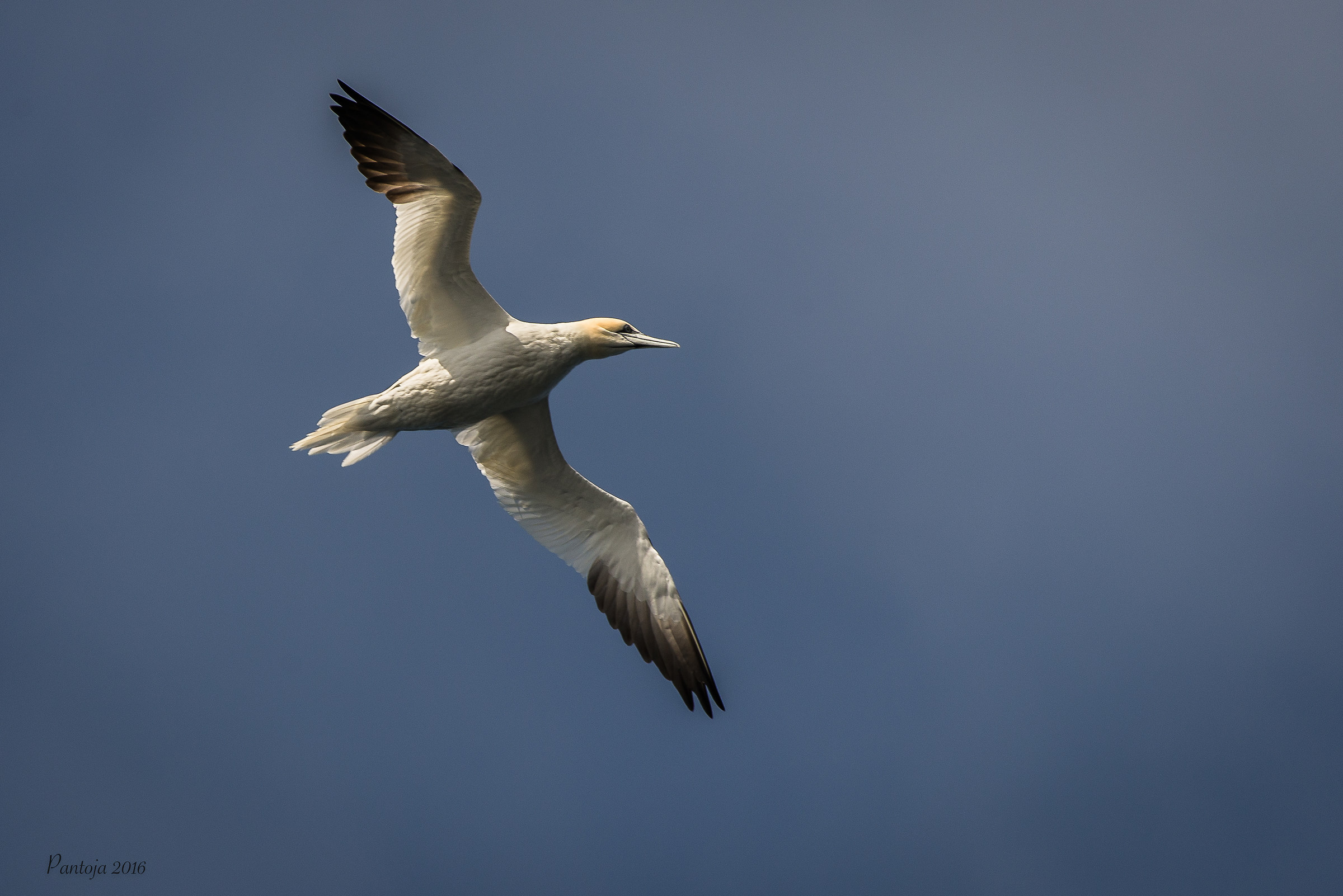 Northern Gannet
