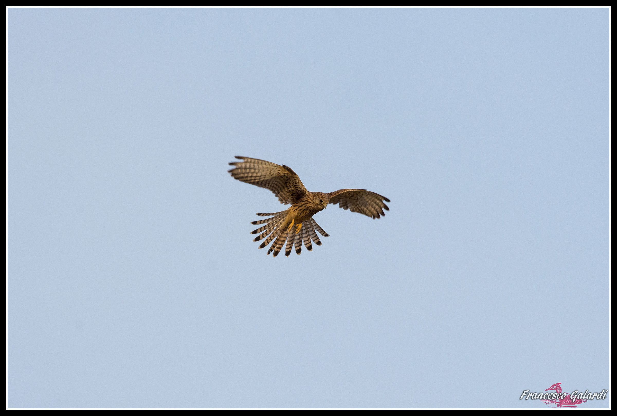 Lo spirito santo del Gheppio