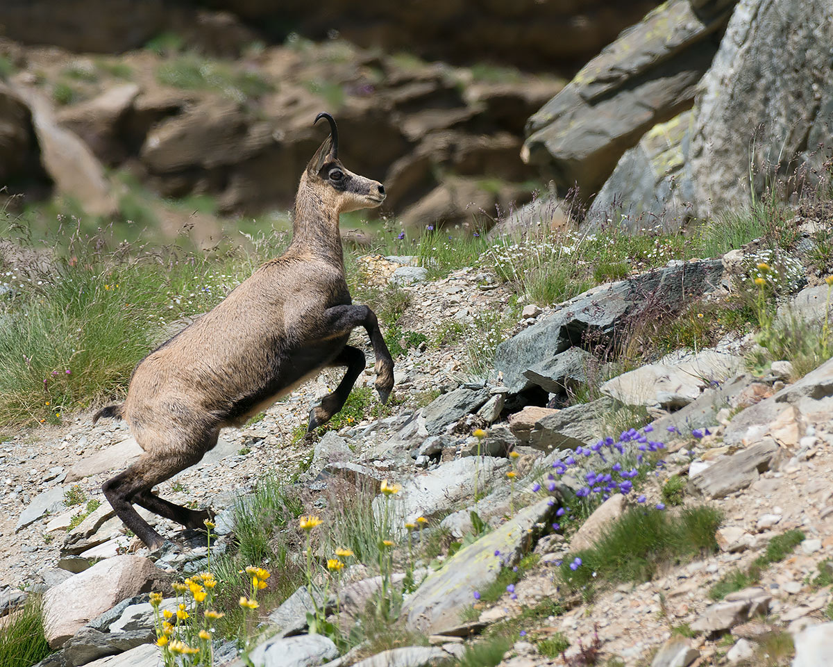 Chamois