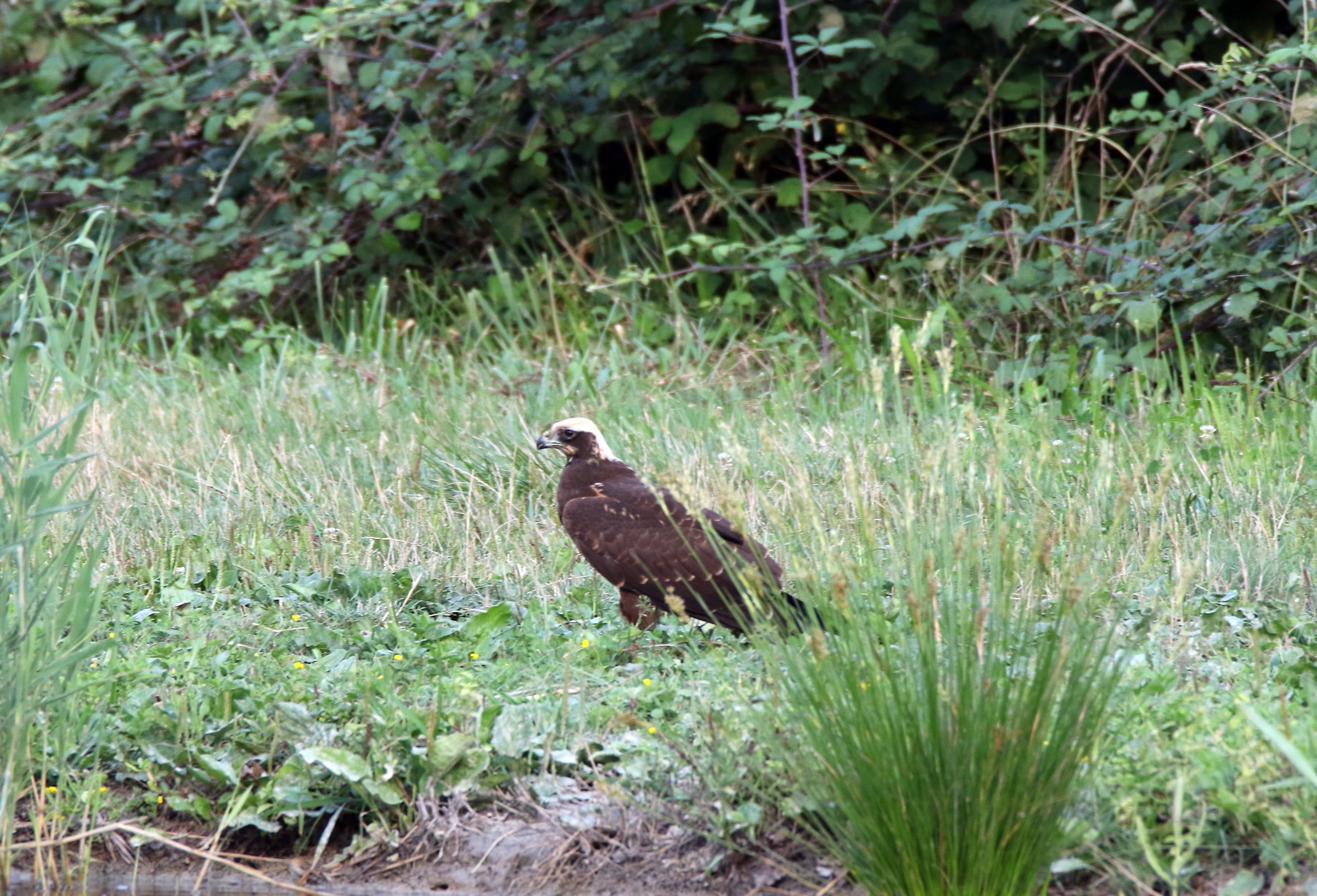 marsh harrier
