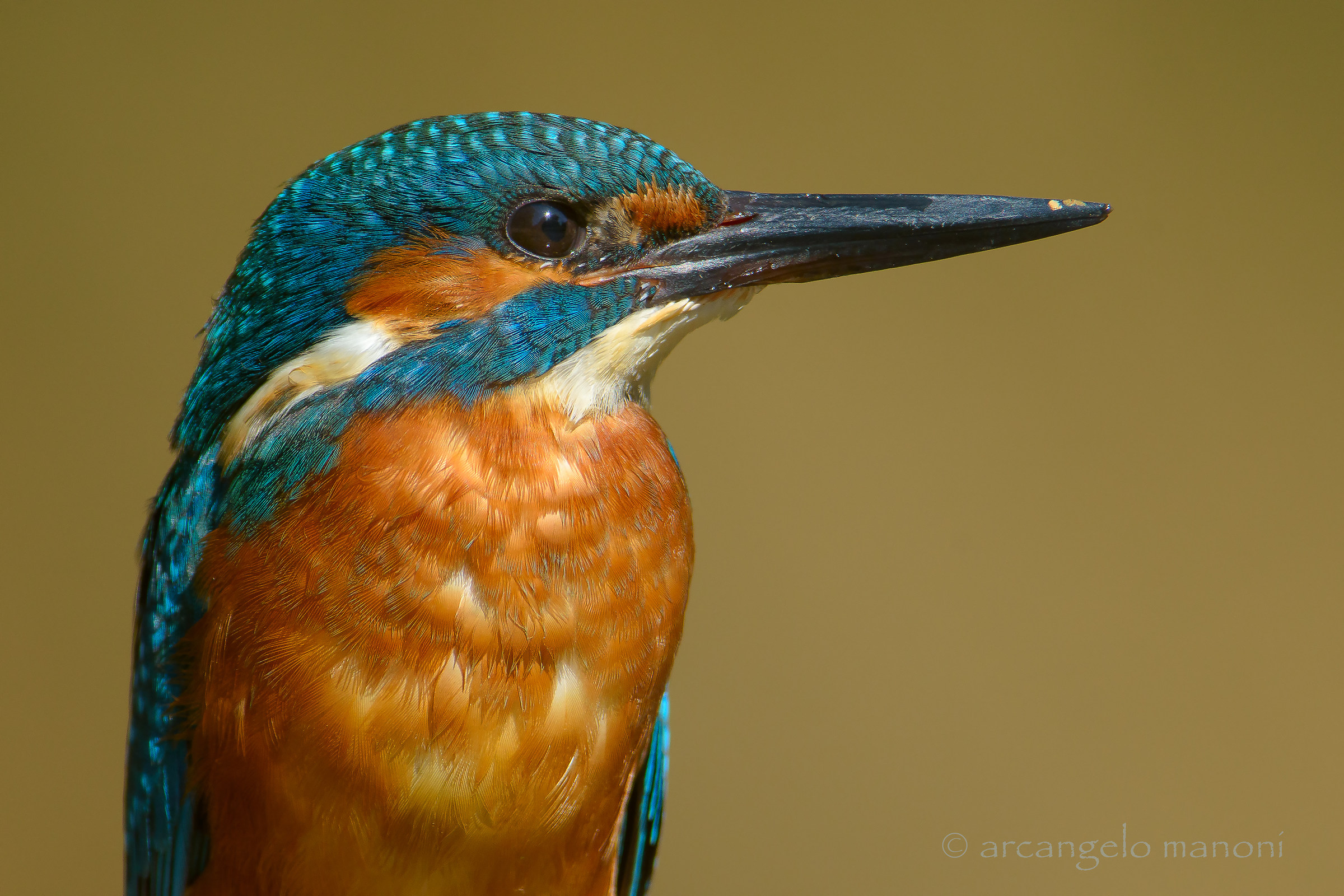 Fototessera al martino