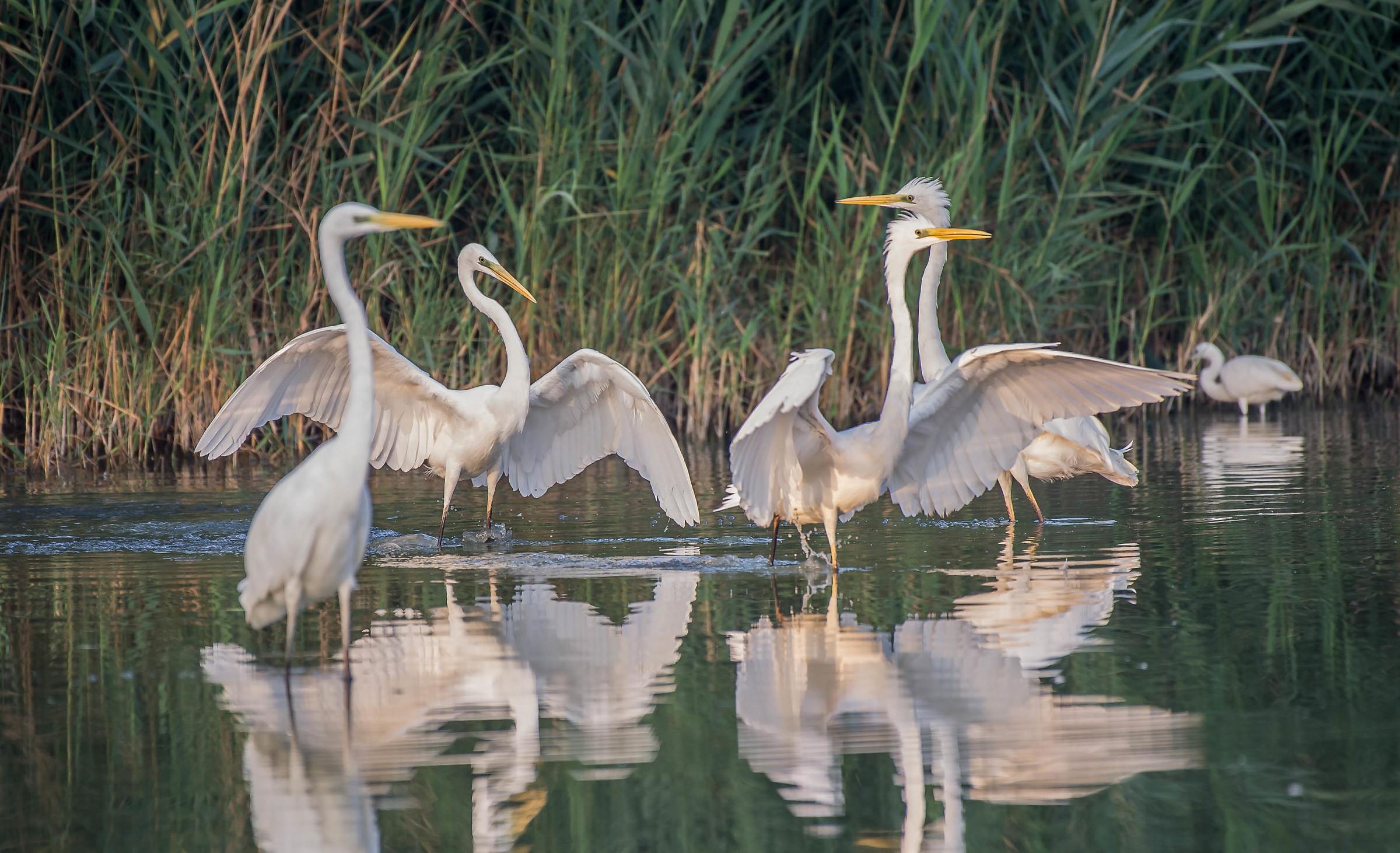 Who is that c'mènda to què ??