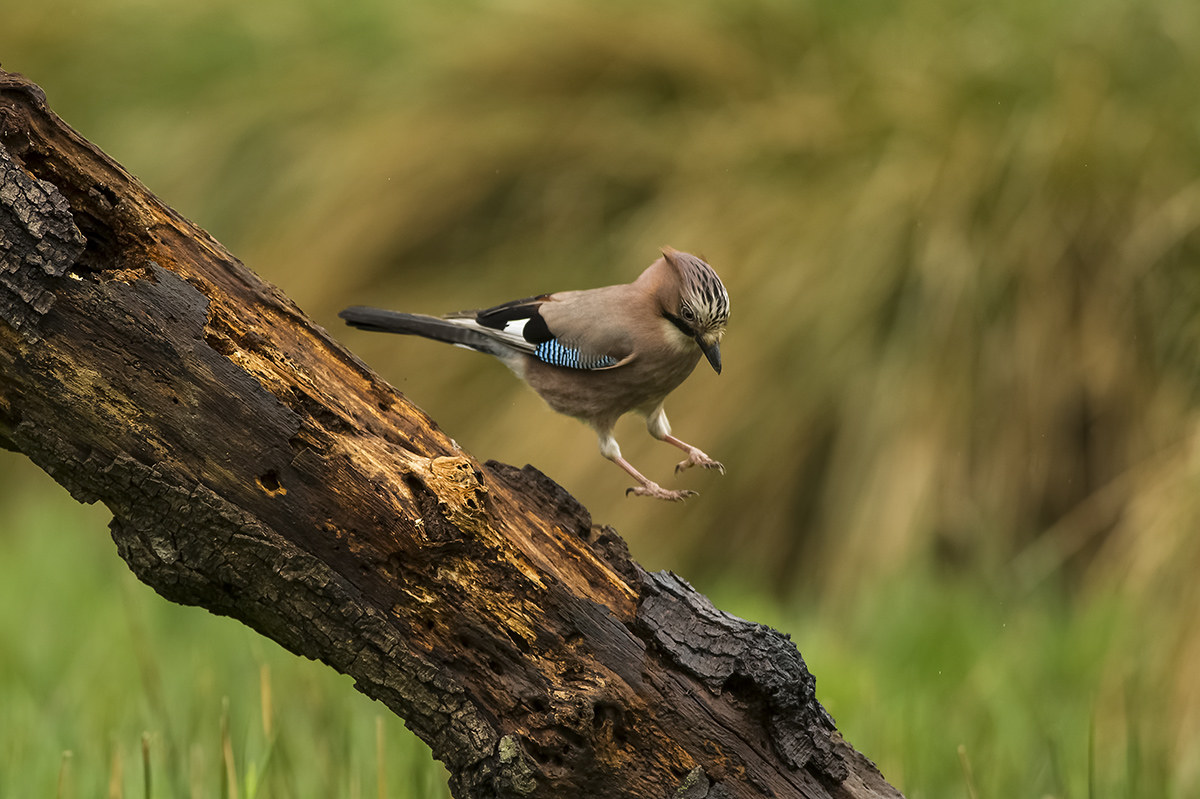 The Jay leap