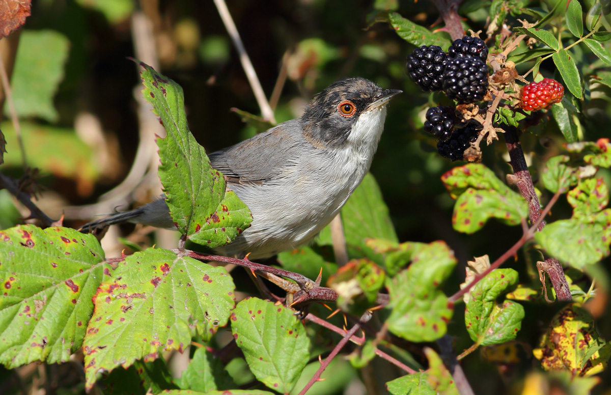 young warbler