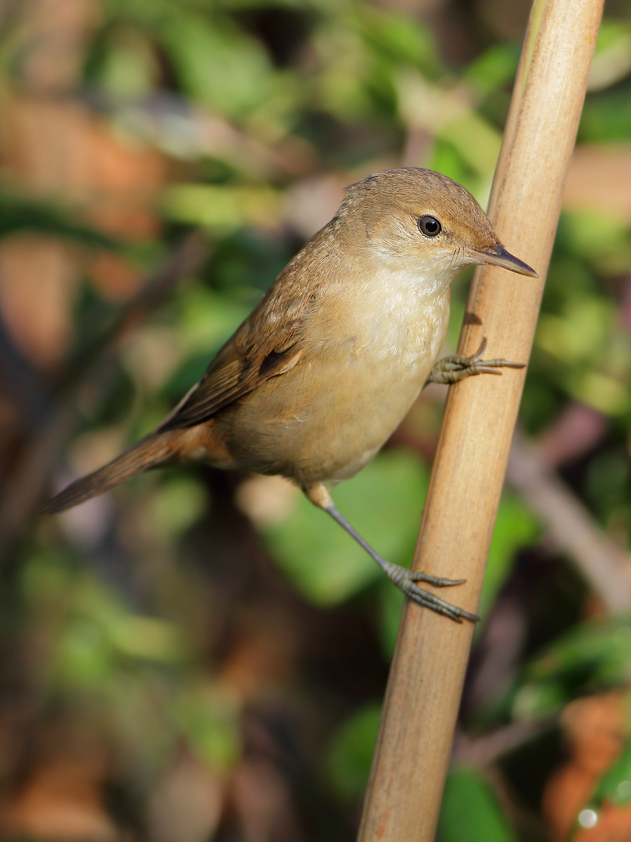 reed warbler